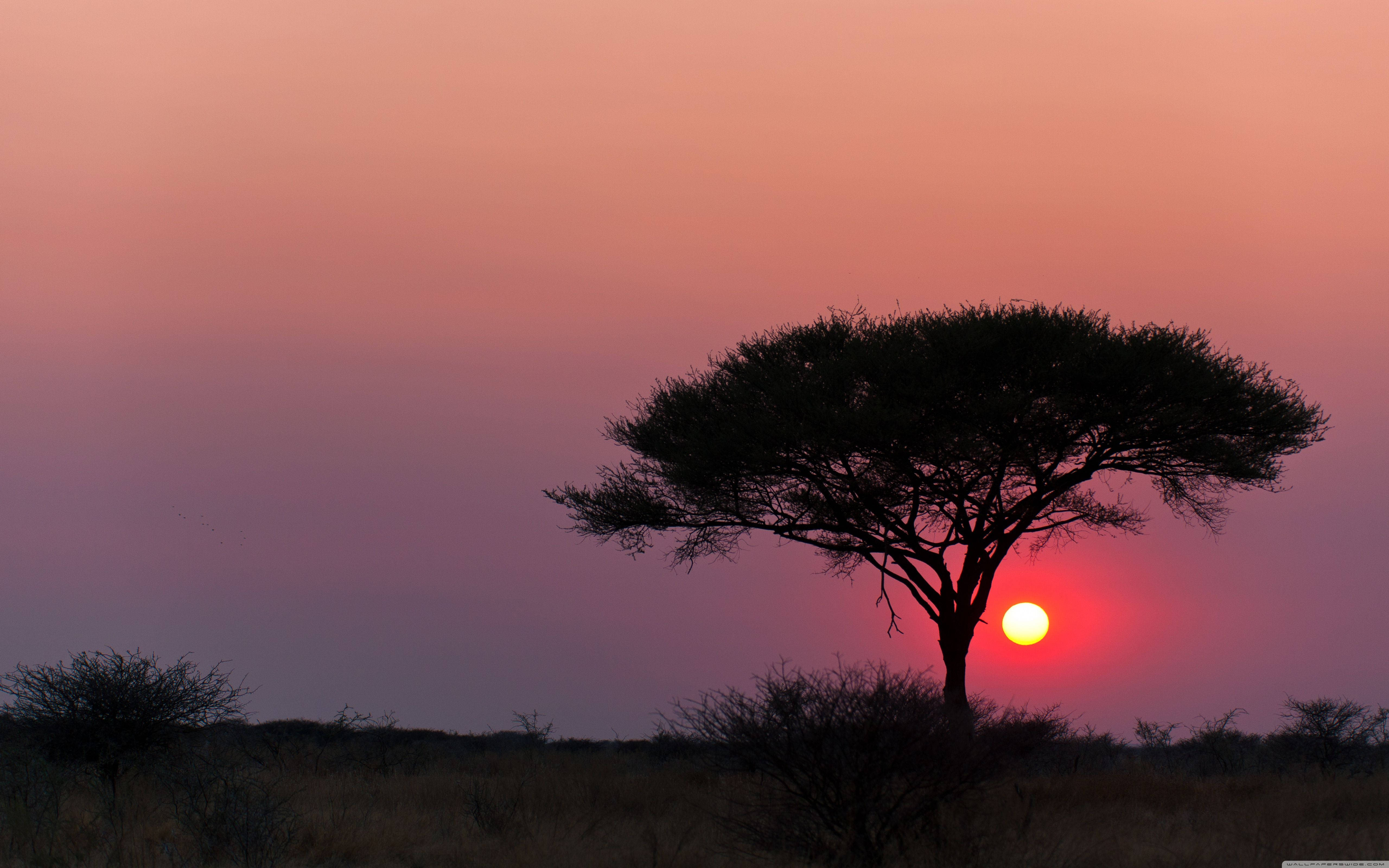 Namibia 桌布 壁紙 — 一棵孤獨的金合歡樹在非洲稀樹草原上，映襯著充滿活力的粉紅色和橙色日落天空的剪影。