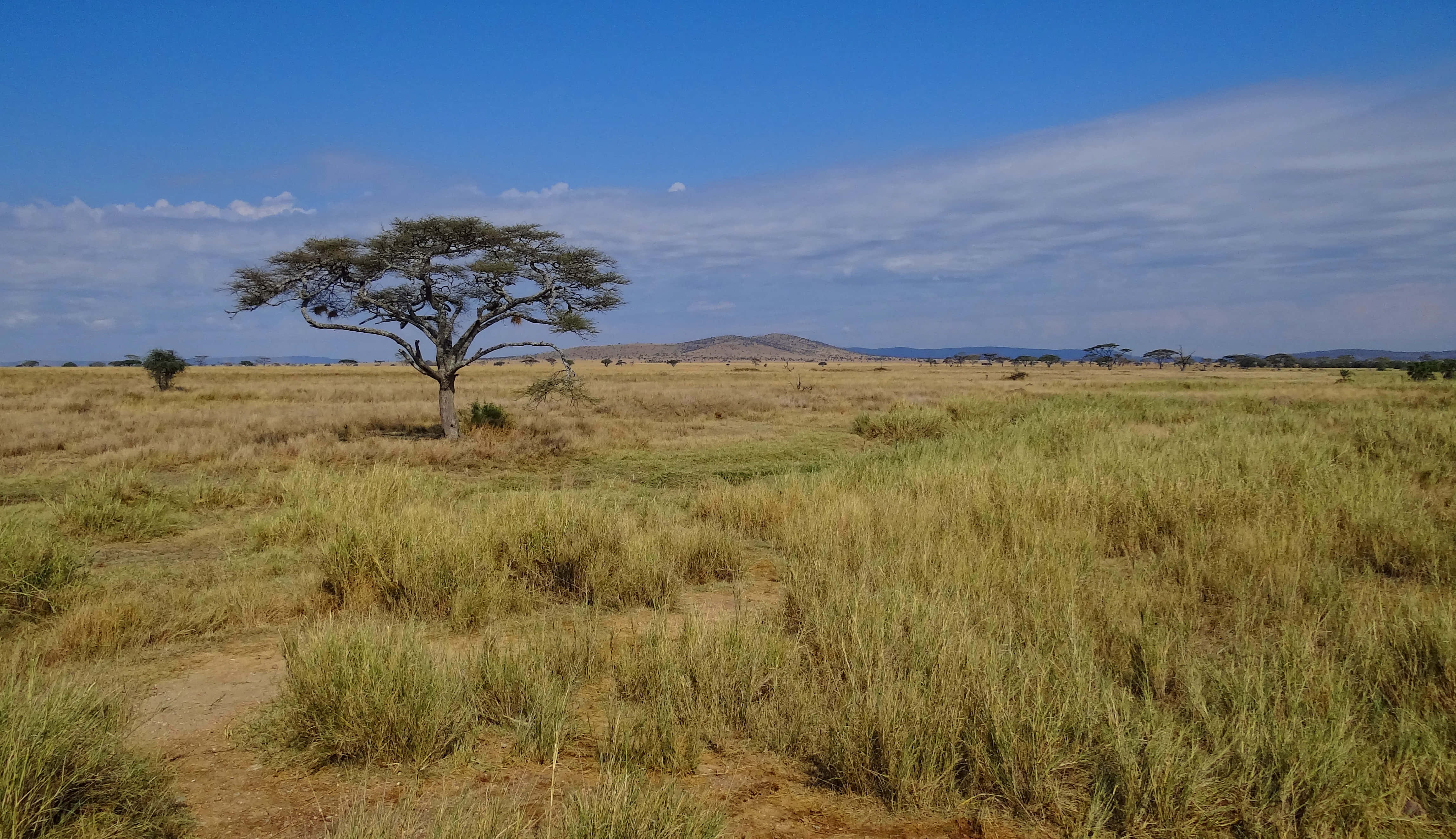 Tanzania 桌布 壁紙 — 一棵孤獨的金合歡樹矗立在金色草原上，頭頂是廣闊的藍天，散佈著雲朵。
