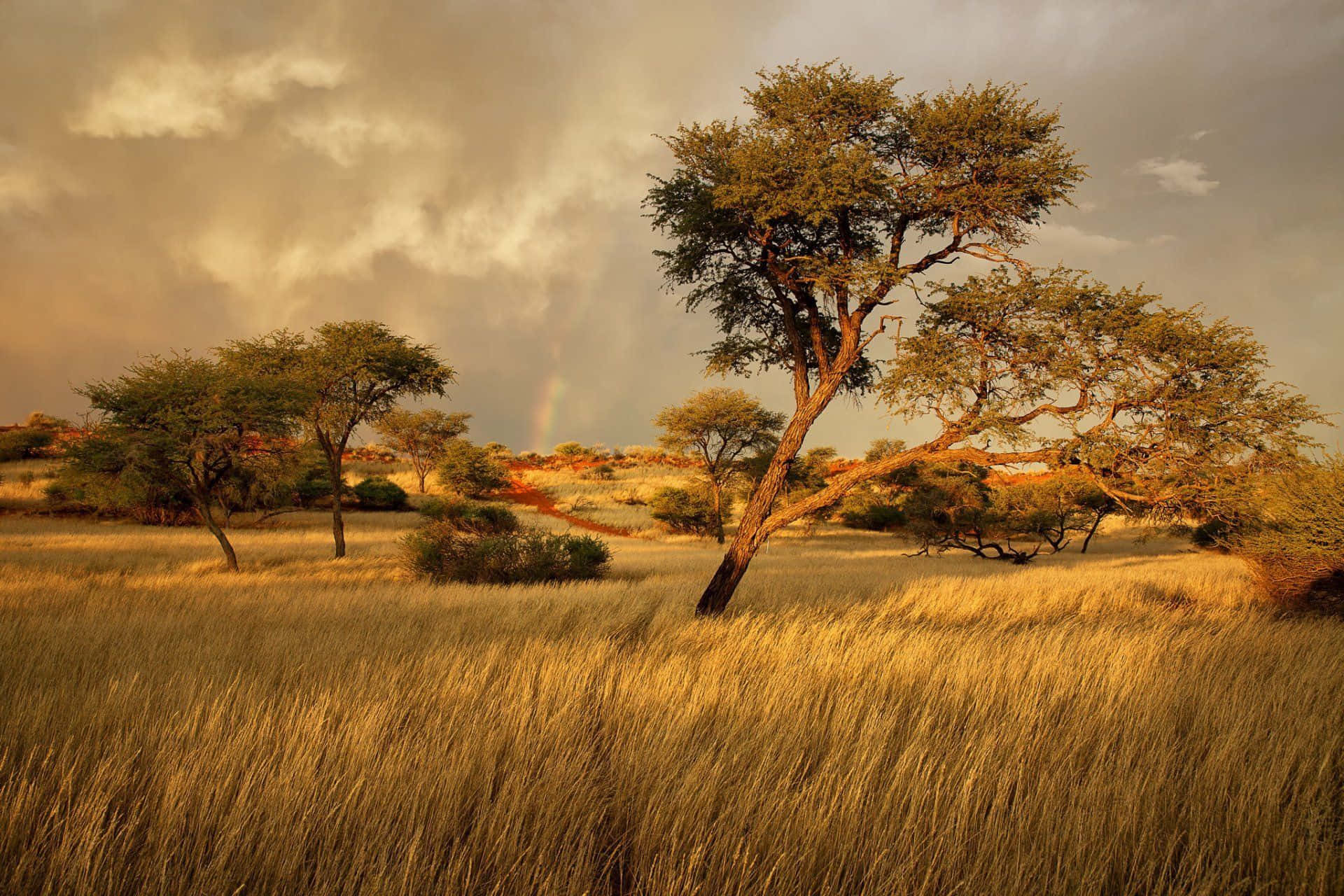 African Landscapes 桌布 壁紙 — 一棵孤獨的金合歡樹矗立在金色草地上，背後有微弱的彩虹拱起，天空壯麗。