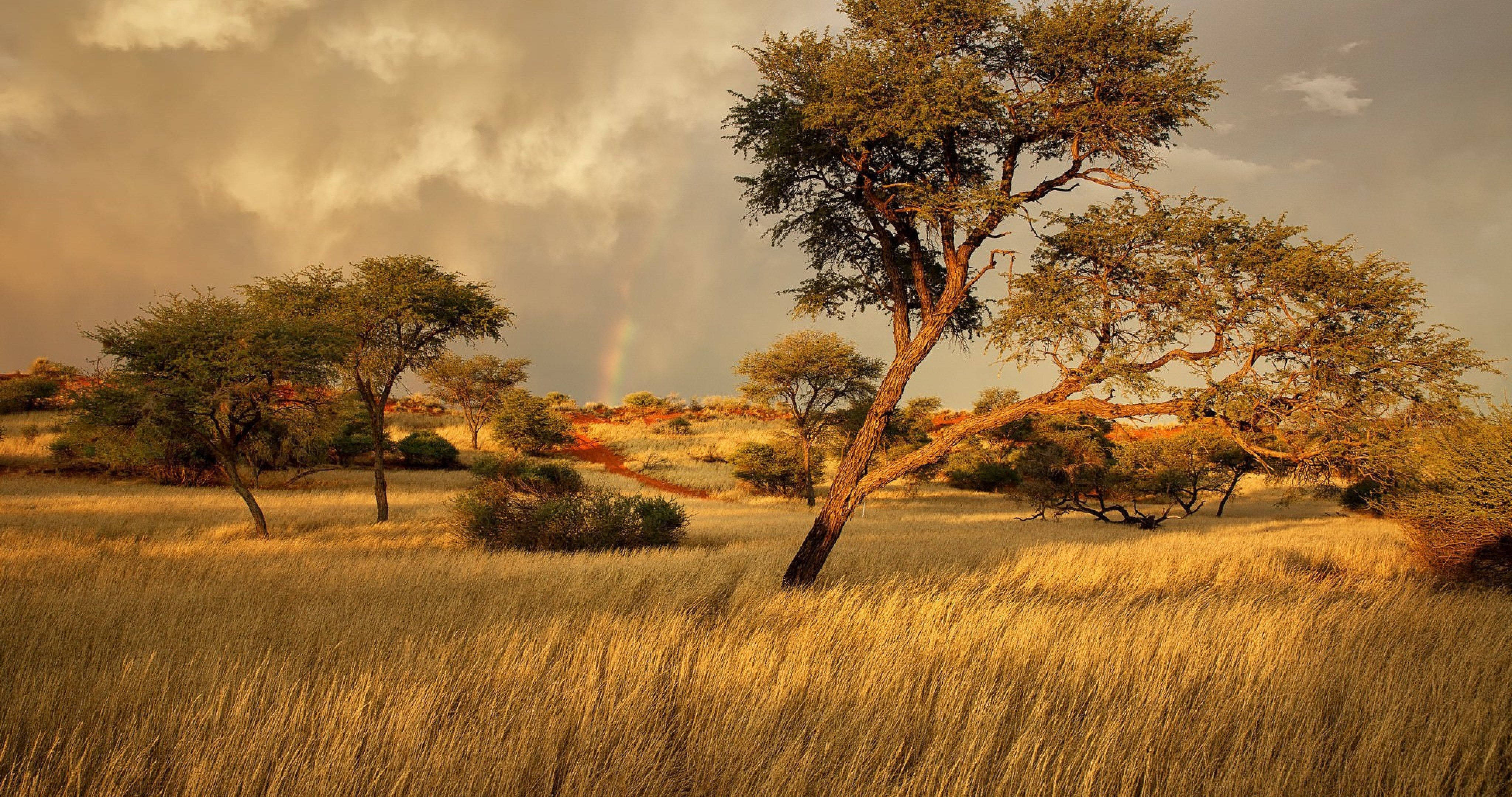 Namibia 桌布 壁紙 — 一棵孤獨的金合歡樹立在金色草地上，暴風雨的天空下，背後有一道淡淡的彩虹拱起。