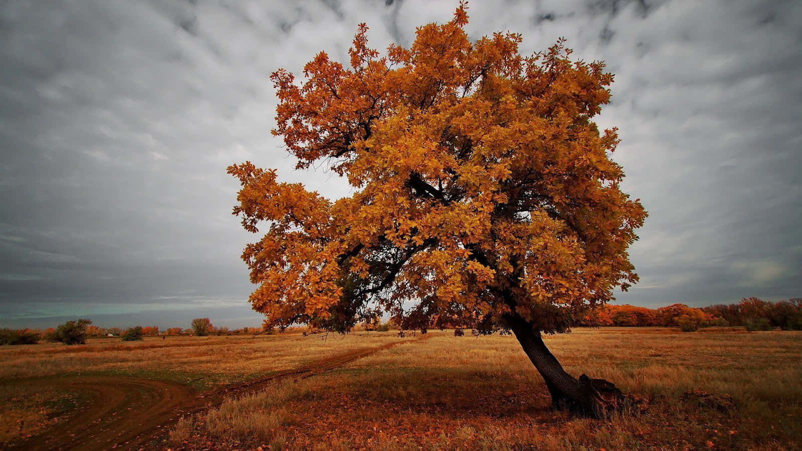 Brown Autumn 桌布 壁紙 — 一棵孤獨的金色樹木在一片廣闊的秋日田野中傲然挺立，天空陰沉灰暗。