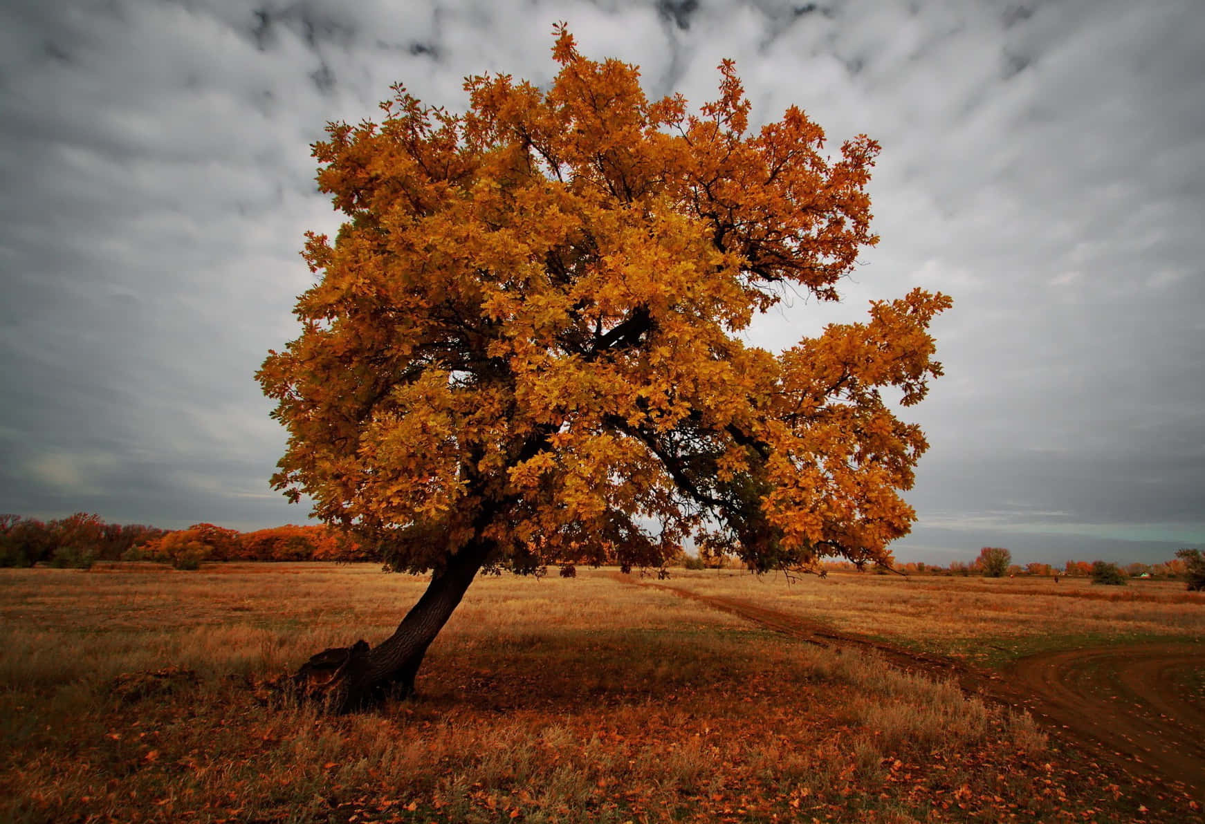 Brown Autumn 桌布 壁紙 — 一棵孤獨的金色樹木在廣闊的秋日田野中，在陰沉的灰色天空下傲然挺立。