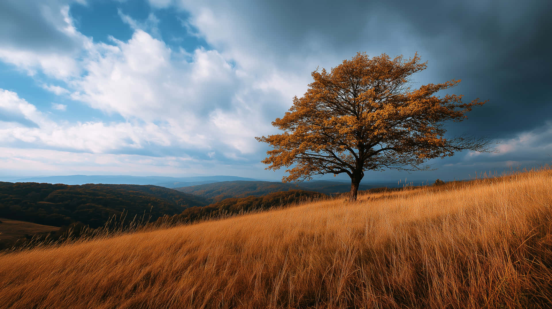 Vast Golden Landscape with Lonely Tree and Distant Hills 壁紙 — 一棵孤獨的金色樹木矗立在陽光照耀的山丘上，長滿高高的琥珀色草，天空戲劇性地佈滿藍色和深色雲朵。