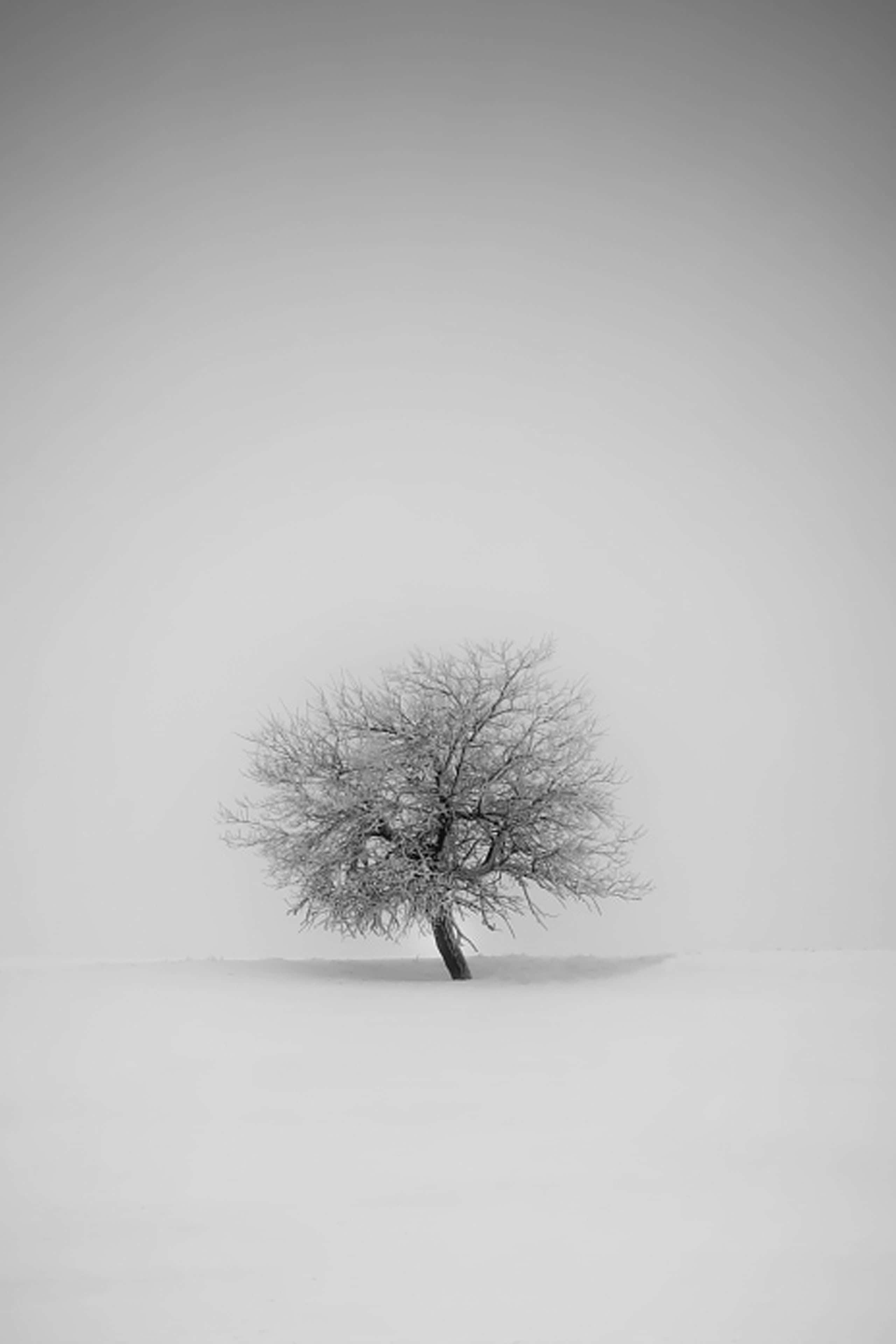 桌布 壁紙 — 一棵孤獨的雪塵樹在朦朧的冬日天空下，在單色風景中顯得格外突出。
