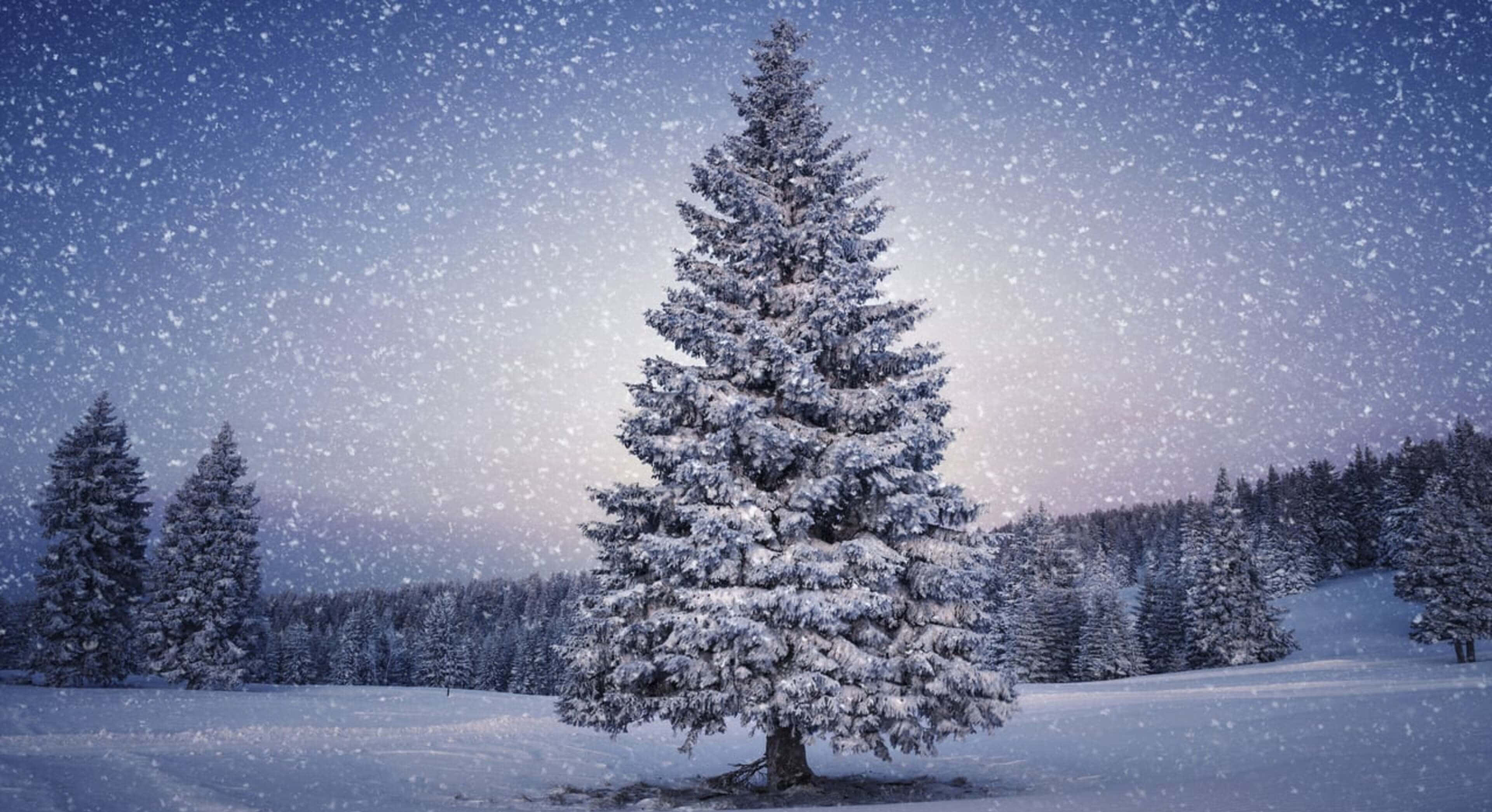 Pine Tree 桌布 壁紙 — 一棵孤獨的雪松在冬季森林中高高聳立，溫柔的雪花在暮色天空中飄蕩。