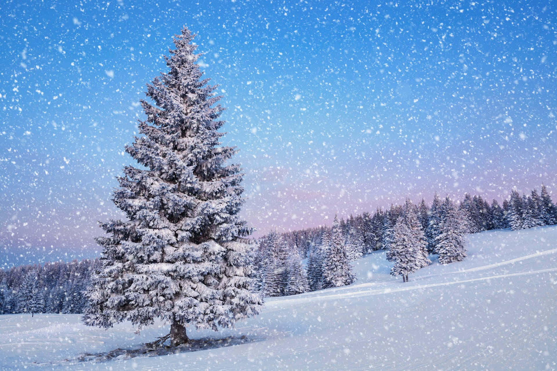 Snow Falling 桌布 壁紙 — 一棵孤獨的雪松在寧靜的冬季森林中高高聳立，溫柔的雪花在暮藍色的天空中飄舞。