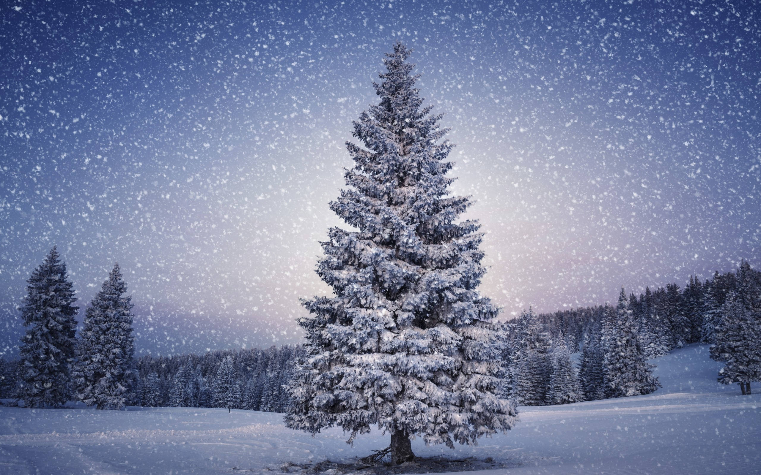 Snowy Christmas 桌布 壁紙 — 一棵孤獨的雪松在星光燦爛的黃昏天空下，雪花飄落，高高矗立在雪地上。