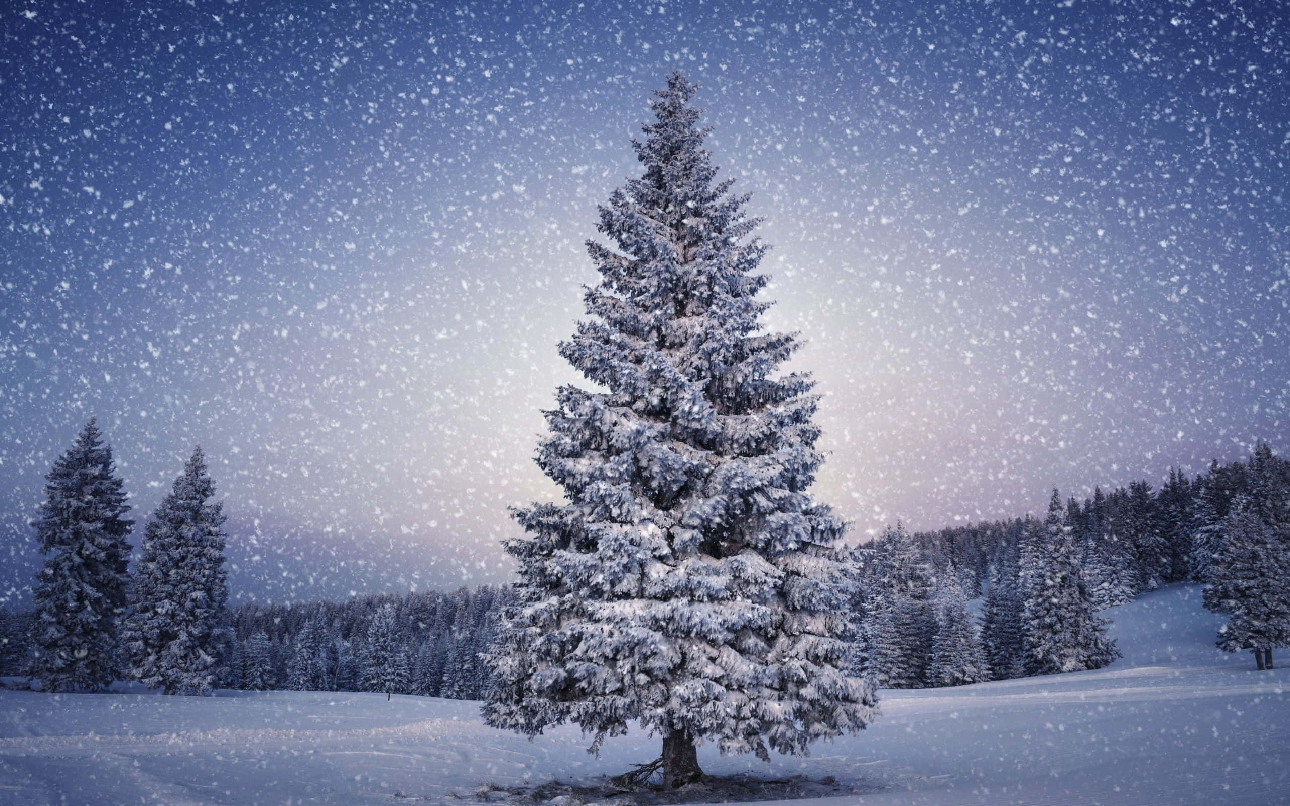 節日 桌布 壁紙 — 一棵孤獨的雪松在雪地森林中高聳，在星光燦爛的暮色天空下，雪花飄落。