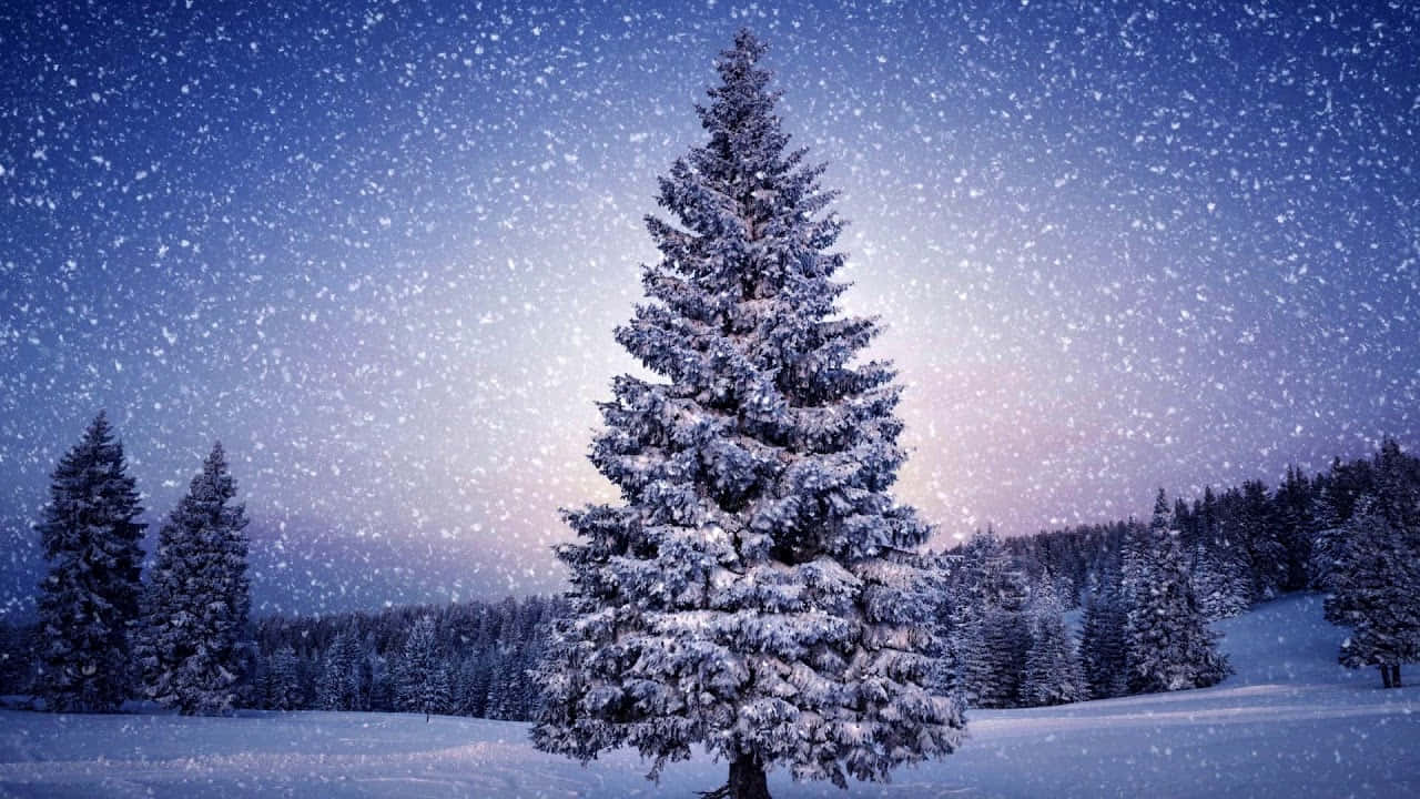 Snowy 桌布 壁紙 — 一棵孤獨的雪松在雪地森林中高高聳立，在星光燦爛的暮色天空下，雪花飄落。