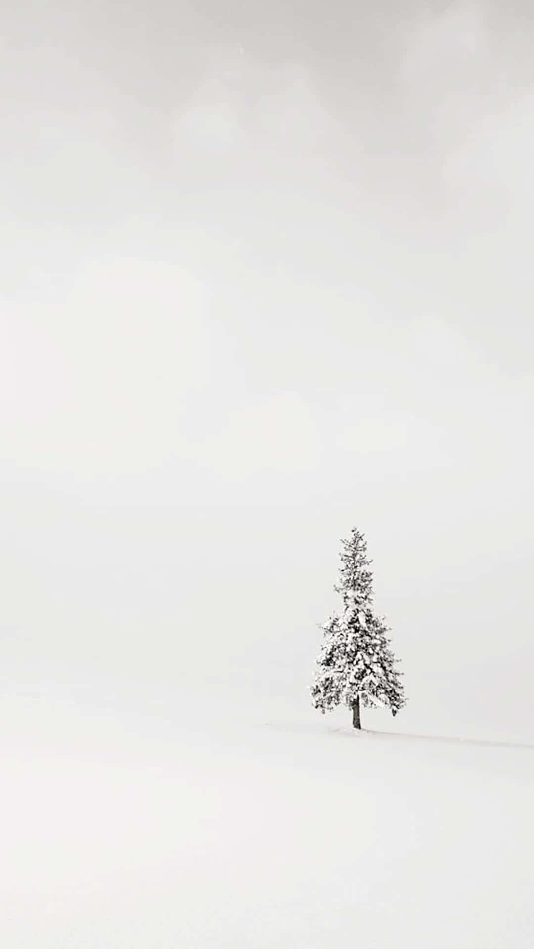 樹木 桌布 壁紙 — 一棵孤獨的雪松孤獨地矗立在無盡的白色冬日田野中，天空是柔和的灰色。