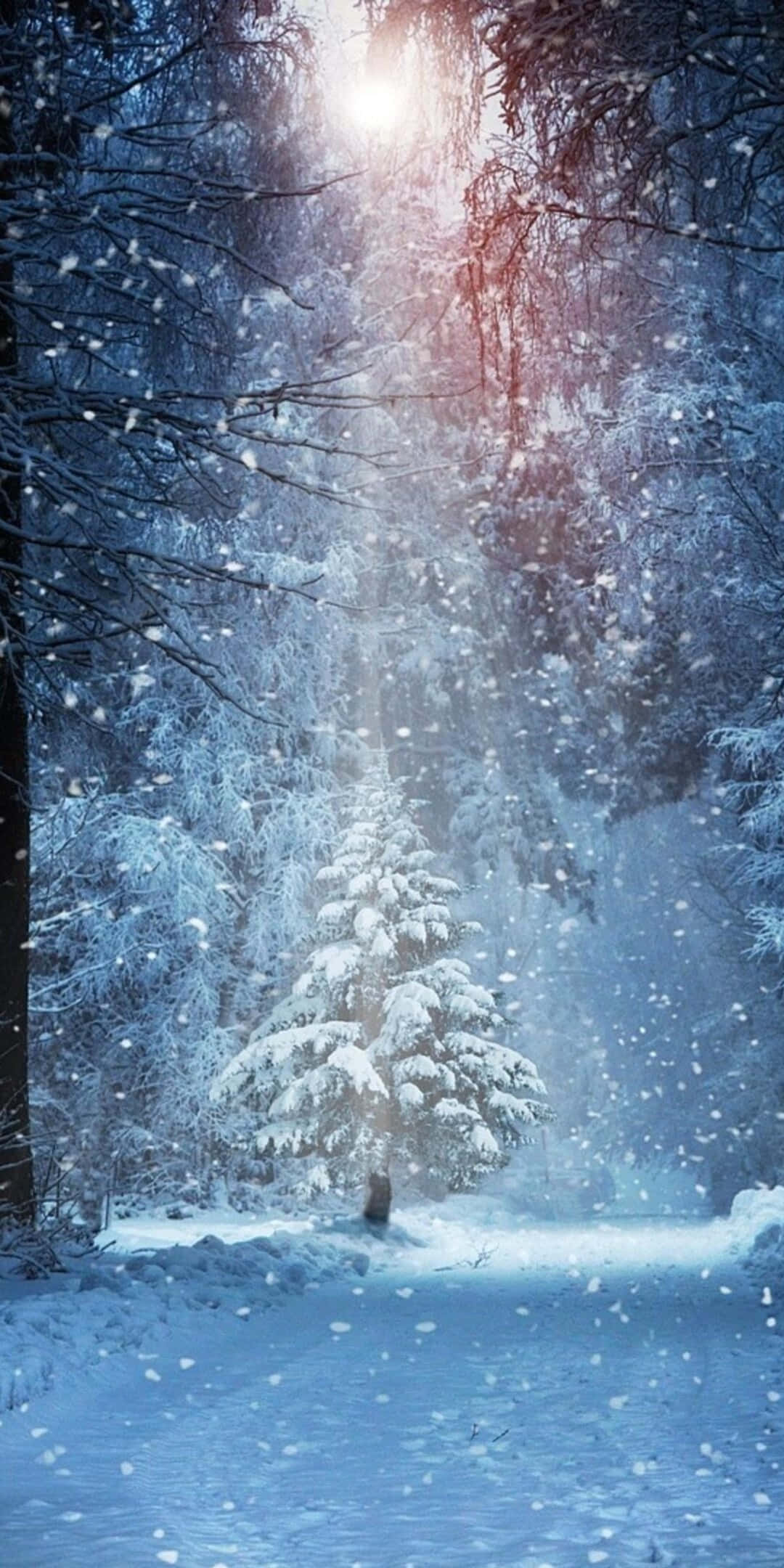 Winter 桌布 壁紙 — 一棵孤獨的雪松矗立在冬季森林中，陽光穿過光禿的樹枝和飄落的雪花。