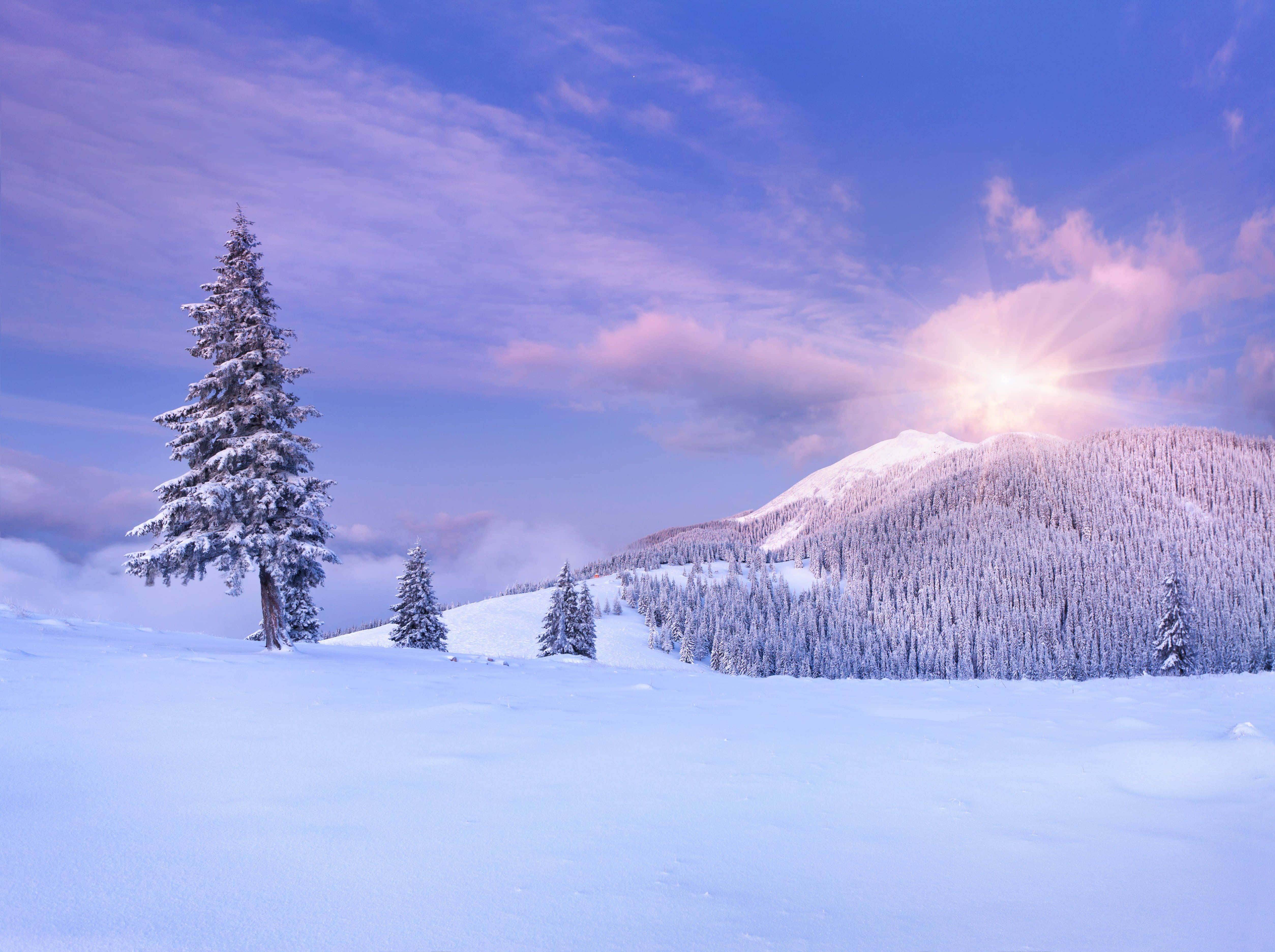 Snowy Landscape 桌布 壁紙 — 一棵孤獨的雪松矗立在廣闊的雪地上，遠方是被陽光照射的山脈，天空呈現出鮮豔的紫色和藍色。