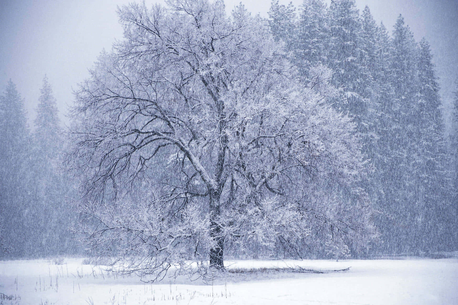 Snowstorm 桌布 壁紙 — 一棵孤獨的雪樹在冬季大雪期間，在雪白的森林中顯得格外突出。
