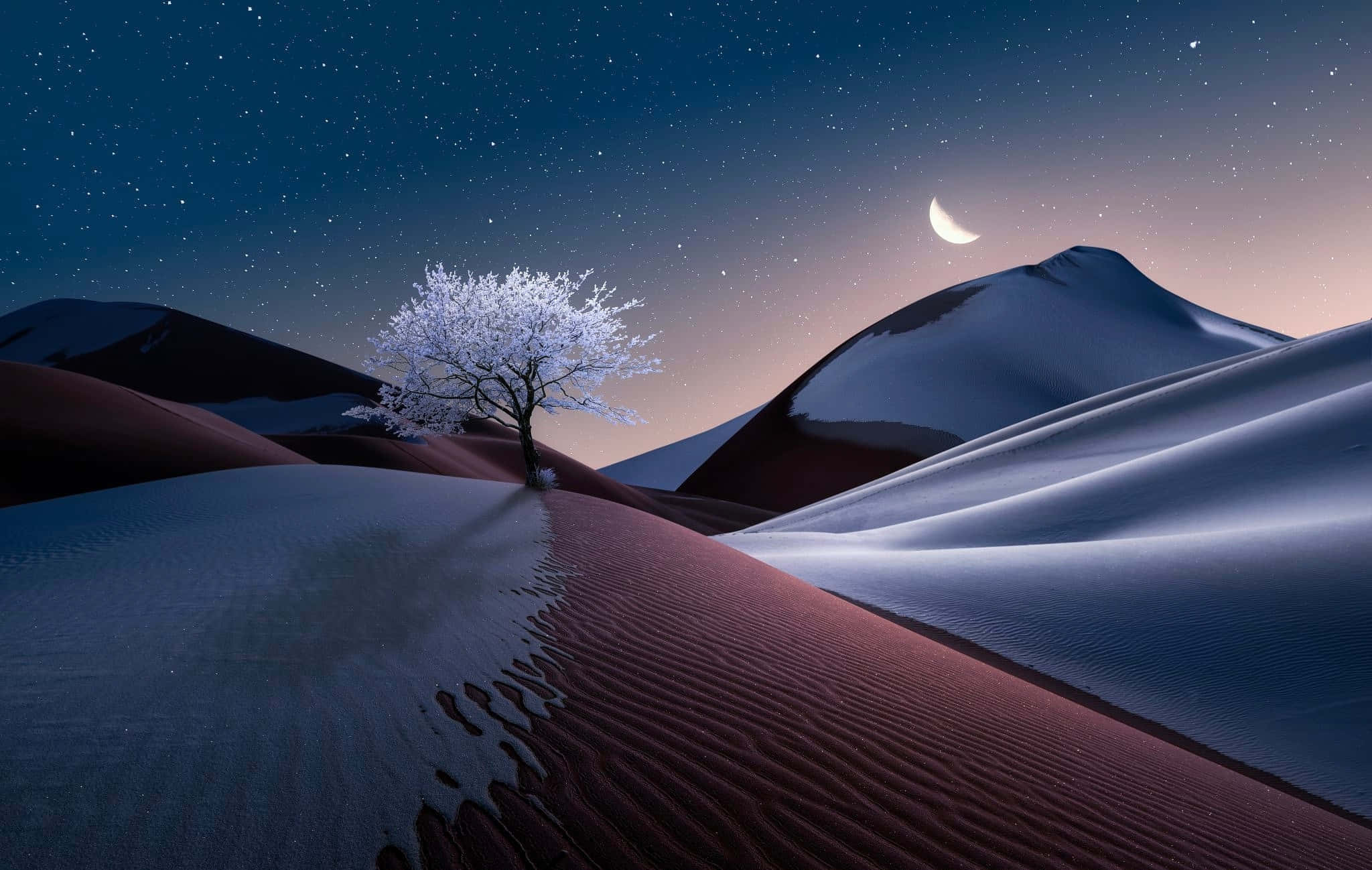 Sand Dunes 桌布 壁紙 — 一棵孤獨的雪樹矗立在紅色沙丘上，背景是繁星點點的夜空和一彎新月。