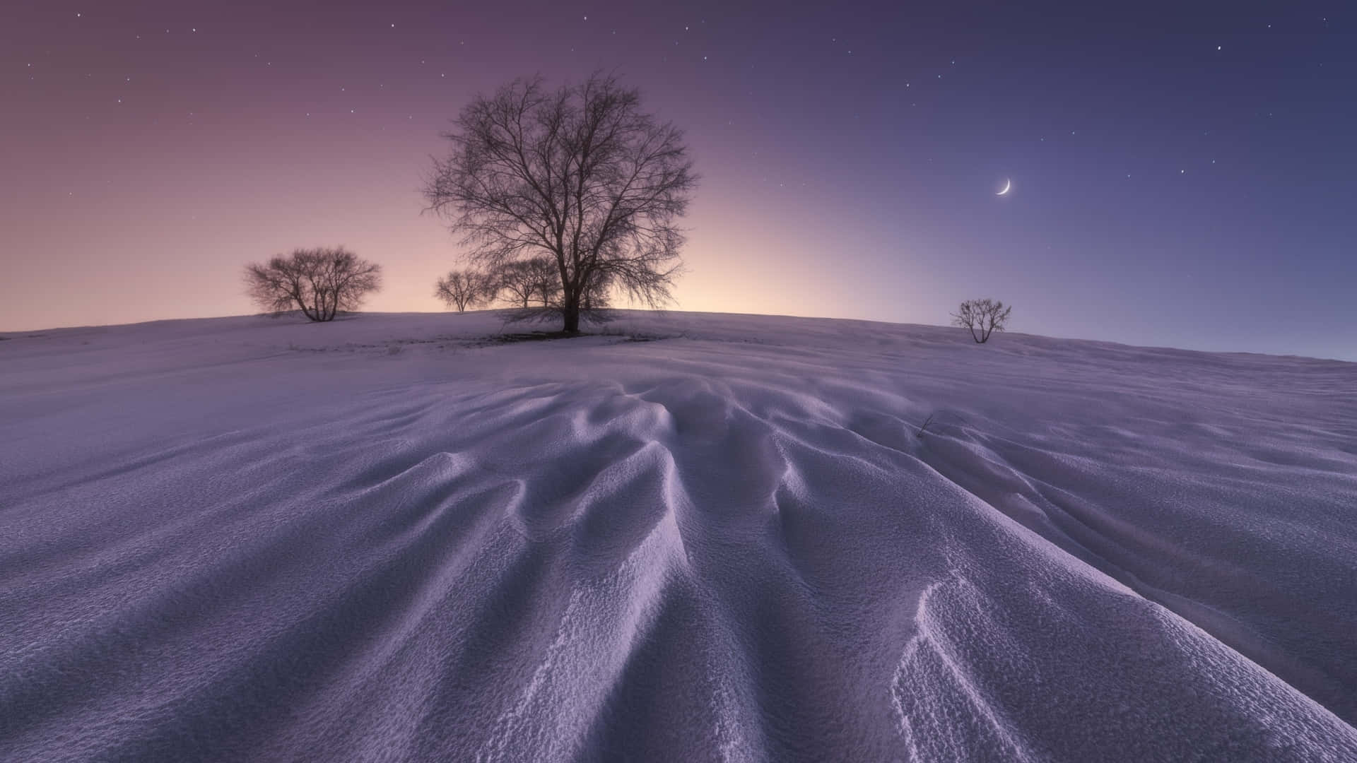 1920x1080 Winter 桌布 壁紙 — 一棵孤獨的雪樹矗立在風吹的山丘上，背景是星空的暮色天空和一彎新月。
