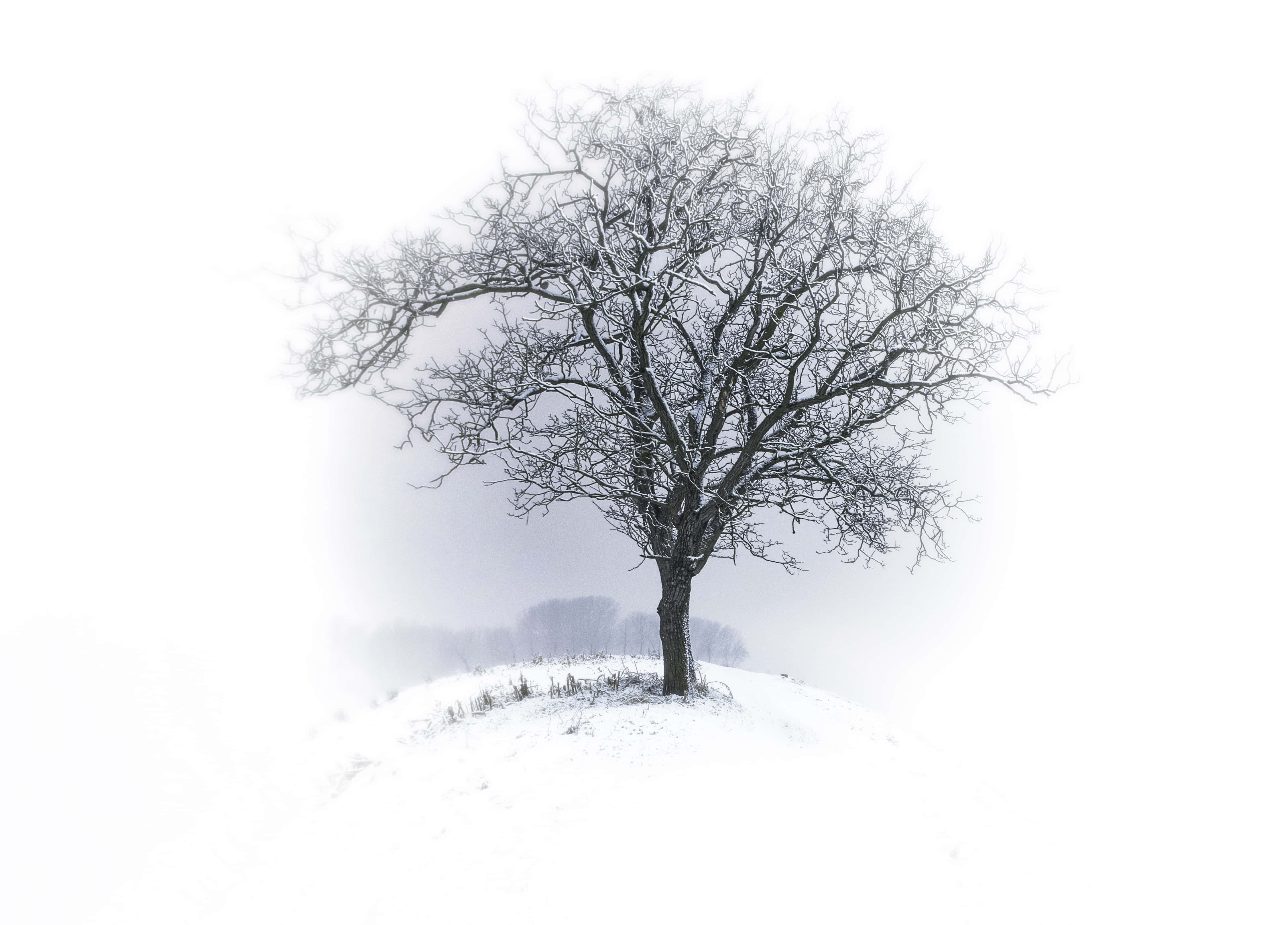 雪景 桌布 壁紙 — 一棵孤獨的雪覆樹木在霧濛濛的白色冬季景觀中，在平緩的山丘上顯得格外突出。