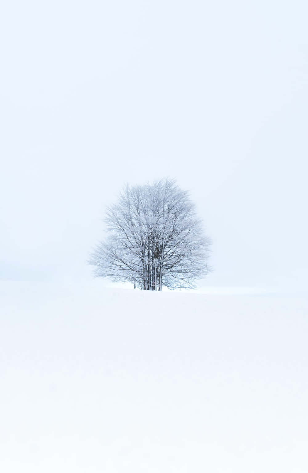 Minimalist Phone 桌布 壁紙 — 一棵孤獨的雪覆樹木孤獨地矗立在廣闊寧靜的冬日田野中，天空蒼白。