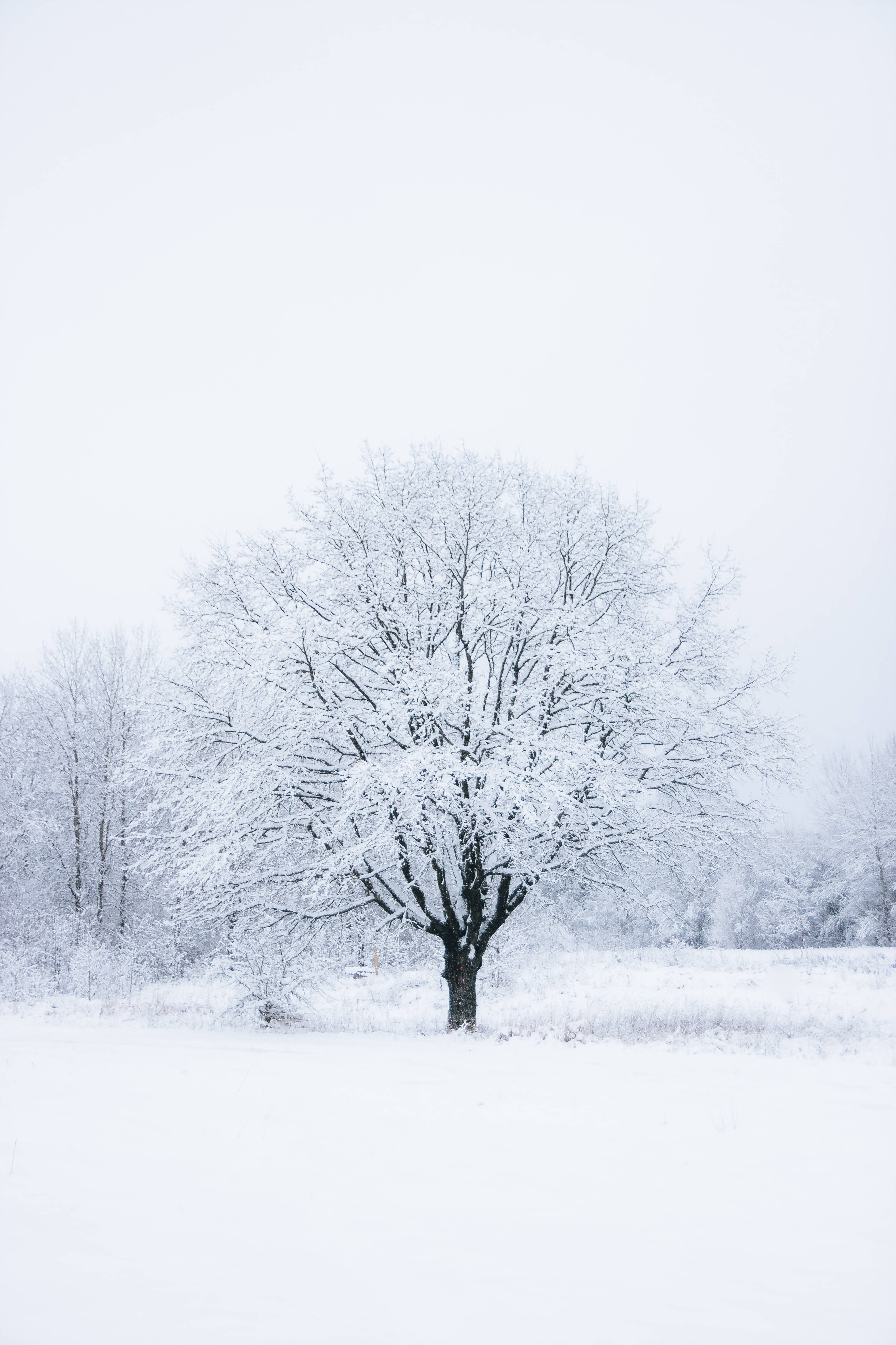 White Tree 桌布 壁紙 — 一棵孤獨的雪覆蓋的樹在寂靜的冰凍田野中，襯著蒼白的冬日天空，顯得格外醒目。