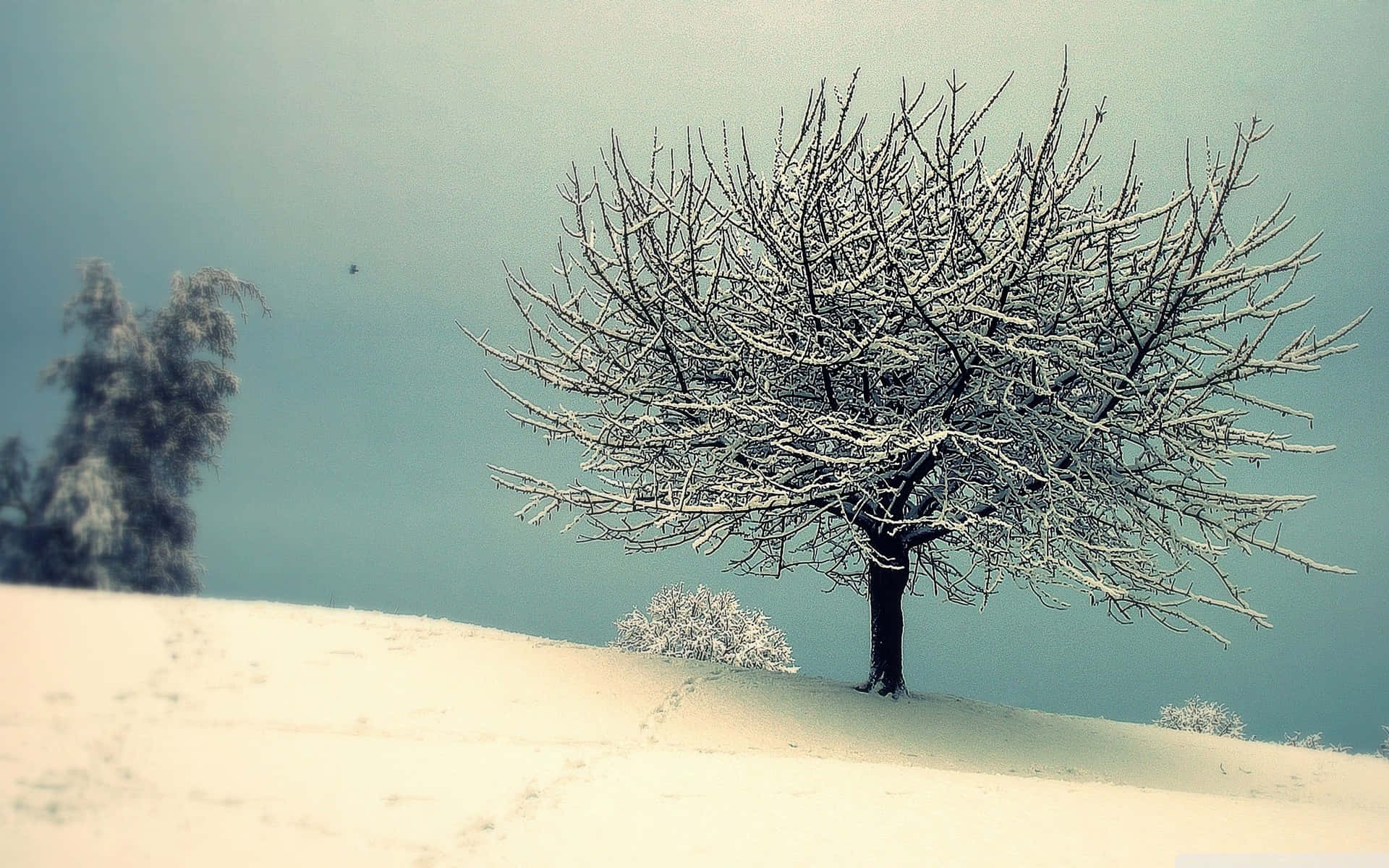  壁紙 — 一棵孤獨的雪覆蓋的樹在寧靜的冬季山坡上，與柔和的青綠色天空形成鮮明對比。