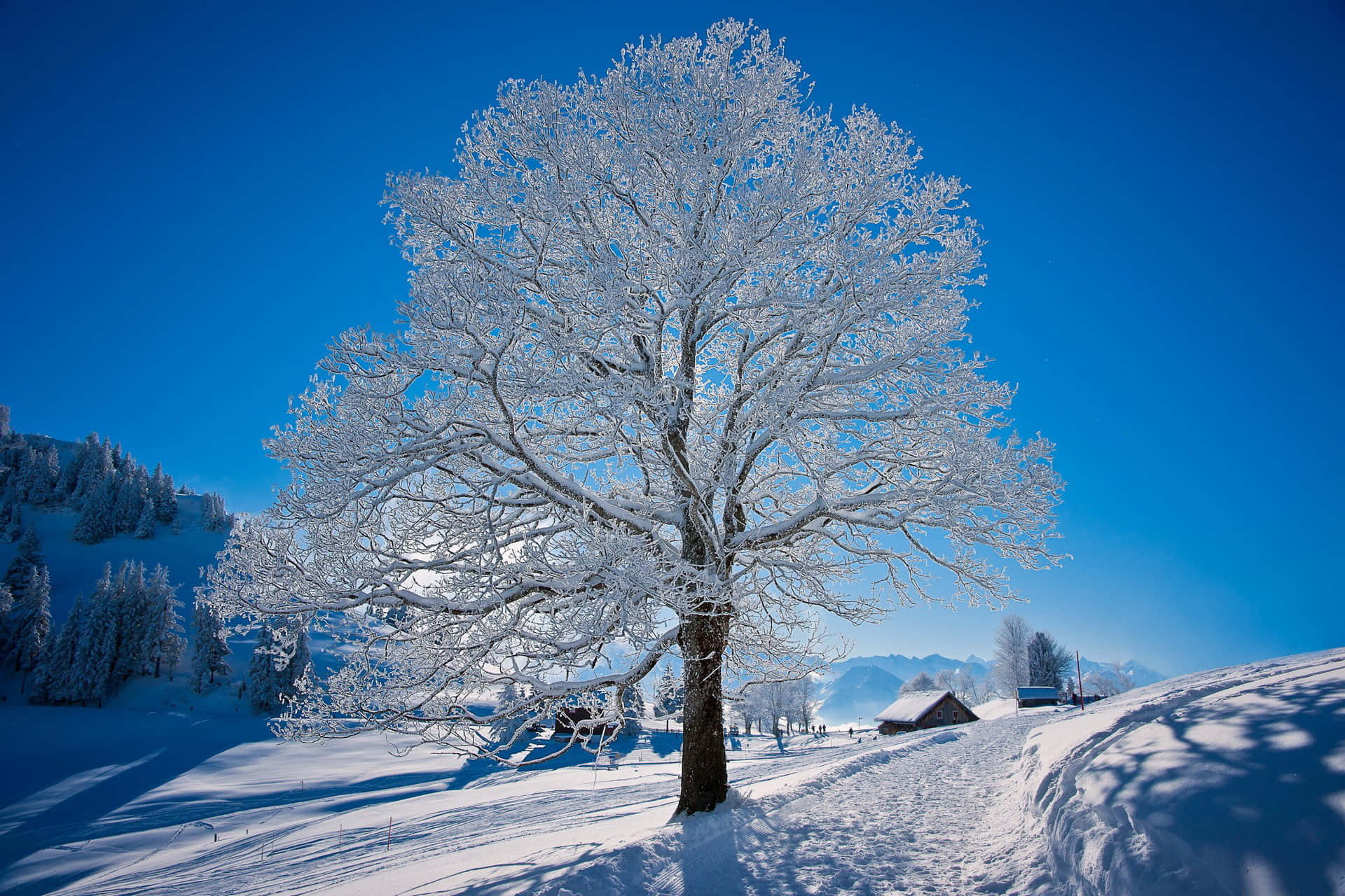 Best Winter 桌布 壁紙 — 一棵孤獨的雪覆蓋的樹在寧靜的冬季山谷中高聳於鮮豔的藍天之上。