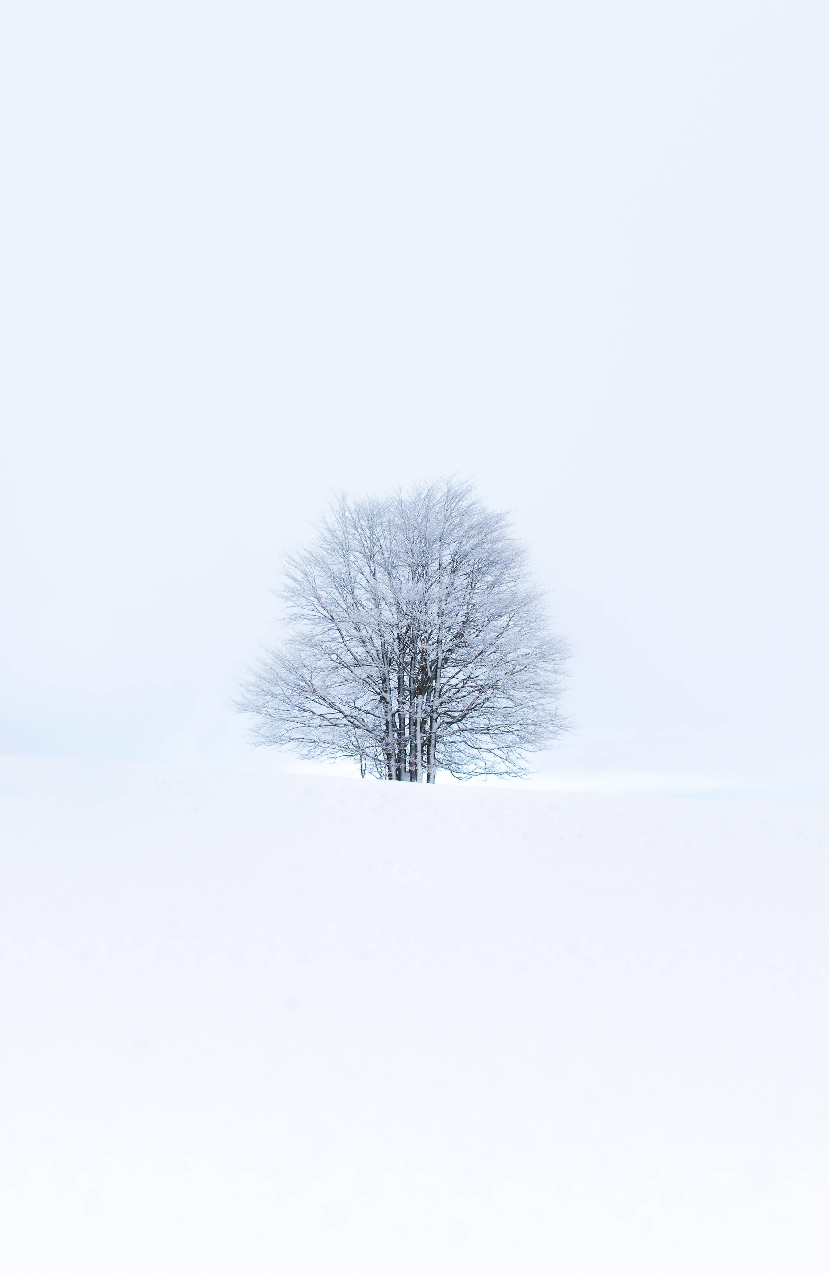 桌布 壁紙 — 一棵孤獨的雪覆蓋的樹在廣闊的雪地中，與蒼白的冬日天空形成鮮明對比。