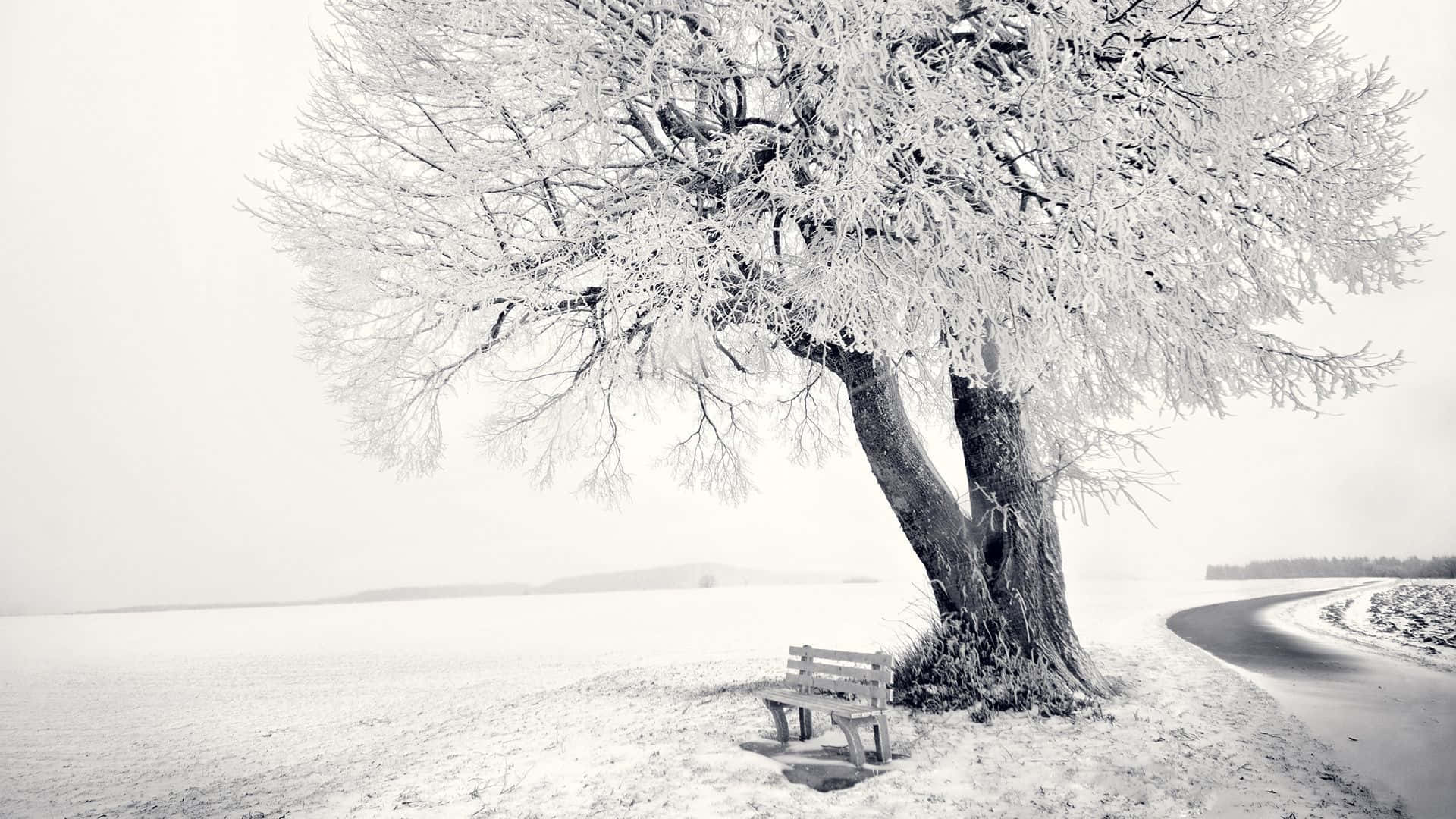 Snow Trees 桌布 壁紙 — 一棵孤獨的霜凍樹木保護著蜿蜒道路旁的一張木長椅，在寧靜的冬季景觀中。