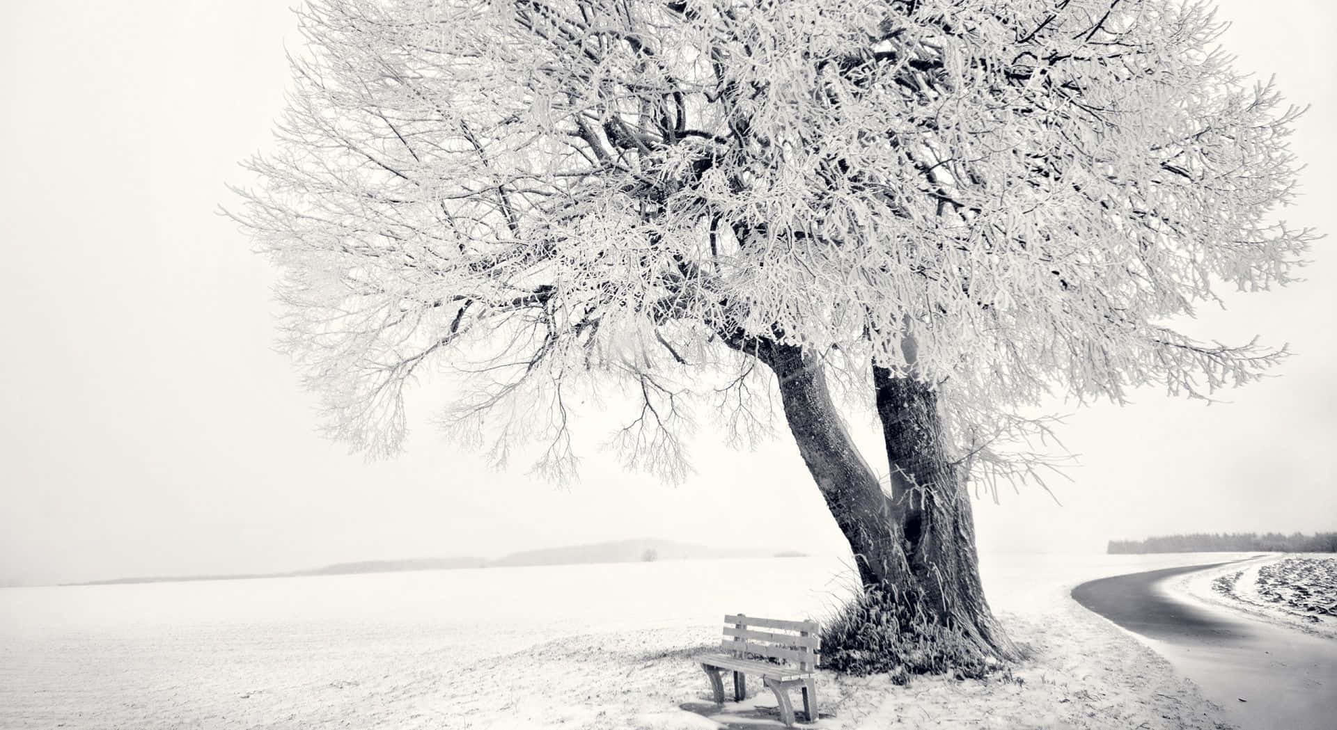 Winter Trees 桌布 壁紙 — 一棵孤獨的霜凍樹木在寧靜的冬季景觀中，為蜿蜒道路旁的一張木長椅提供遮蔽。