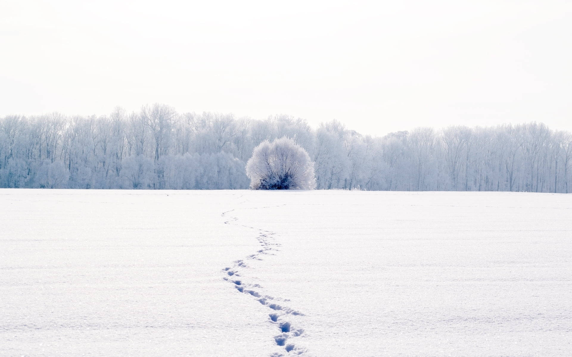 雪 桌布 壁紙 — 一棵孤獨的霜凍樹木矗立在廣闊的雪地上，一條蜿蜒的小徑在蒼白的冬日天空下通向它。