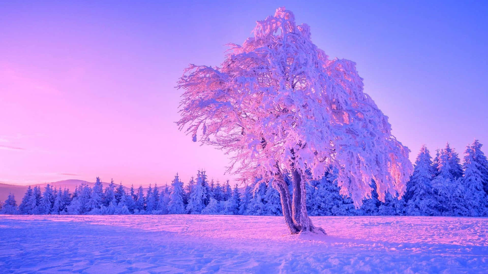 Beautiful Winter 桌布 壁紙 — 一棵孤獨的霜凍樹木矗立在雪地上，背景是充滿活力的粉紅色和紫色黃昏天空。