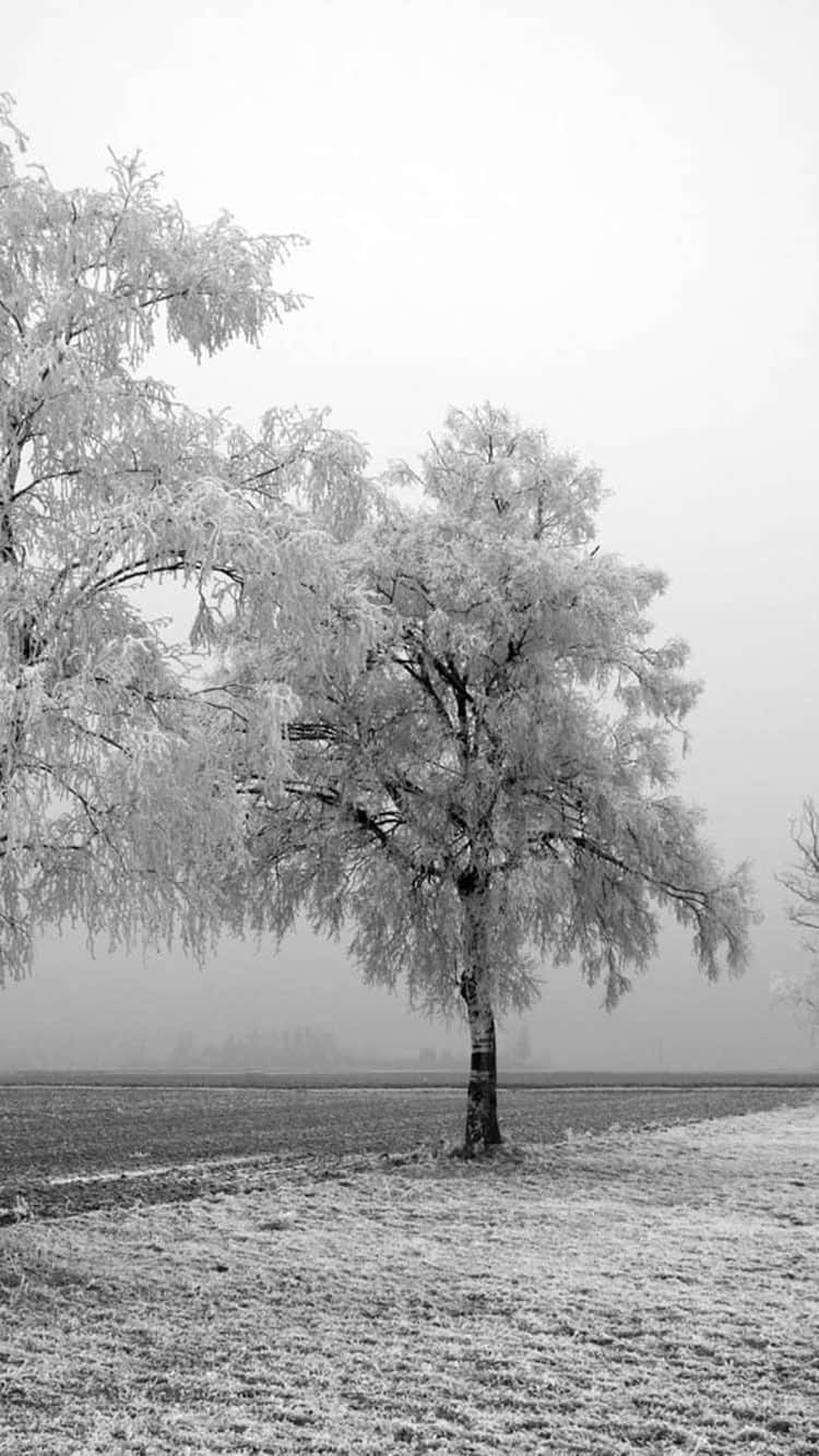 雪 桌布 壁紙 — 一棵孤獨的霜凍樹木矗立在霧氣瀰漫的田野中，天空是灰色的冬日天空。