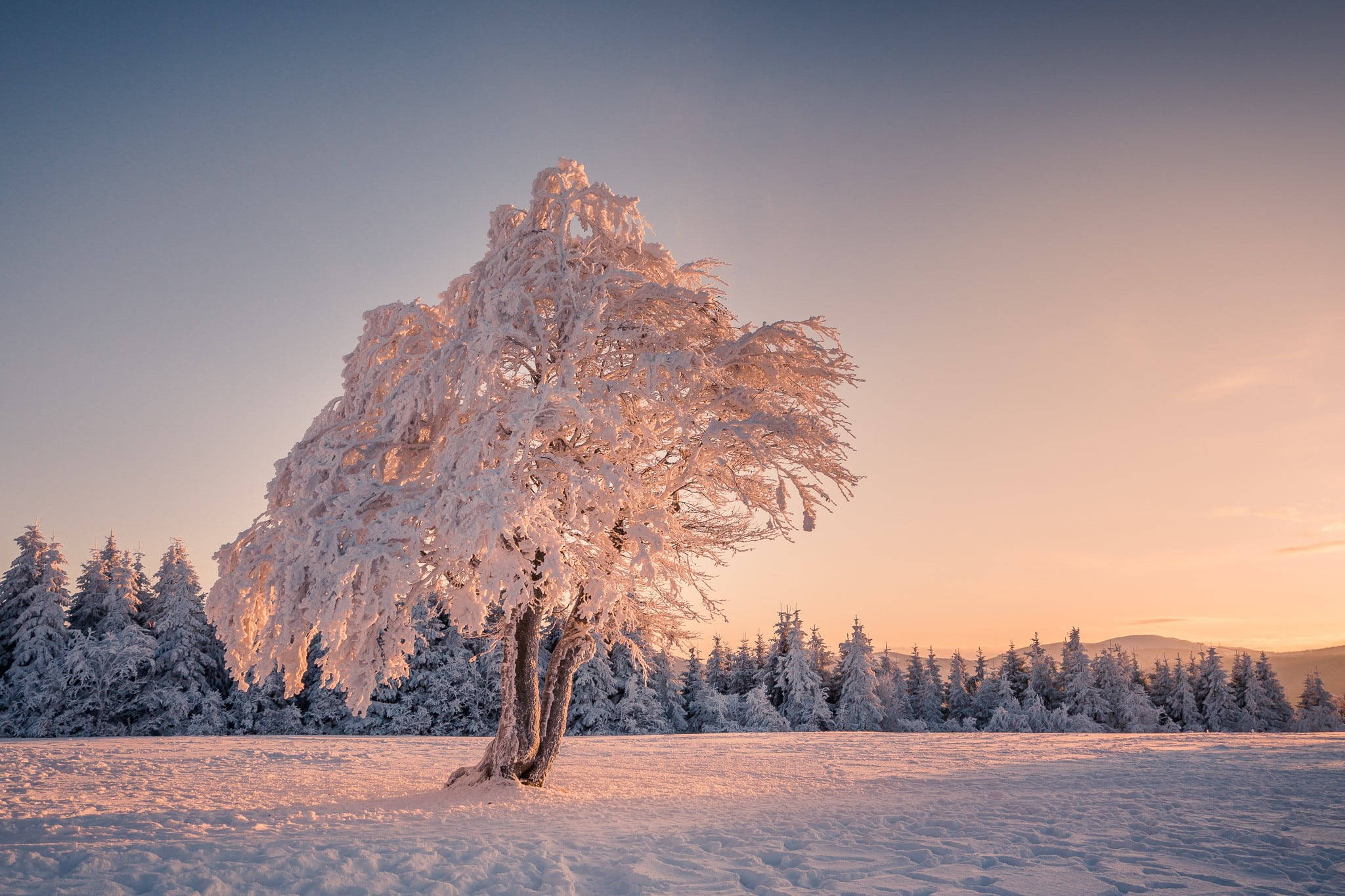 雪 桌布 壁紙 — 一棵孤獨的霜覆樹在日出時溫暖地發光，背景是雪原和遠處的松林。
