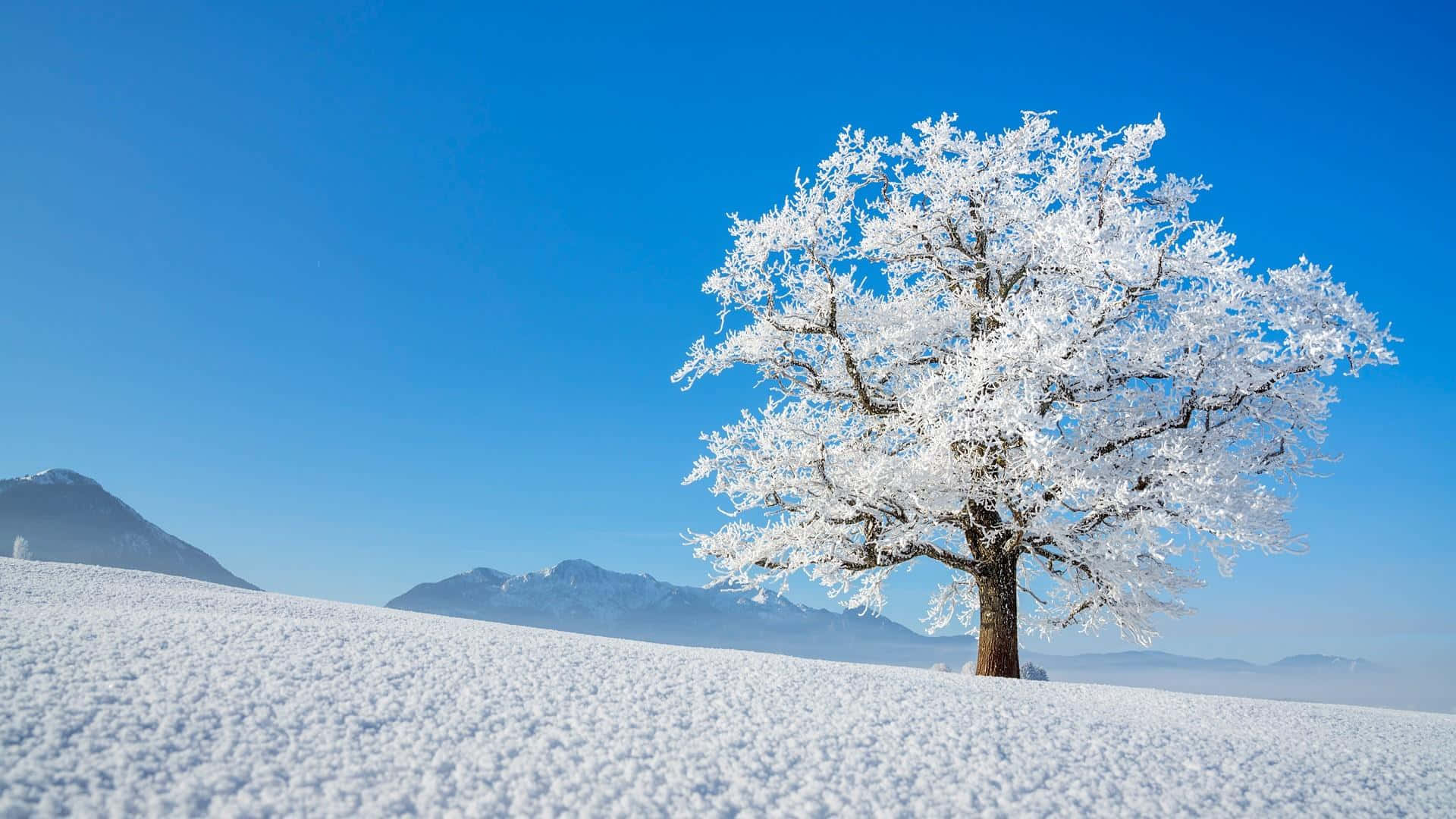Beautiful Winter 桌布 壁紙 — 一棵孤獨的霜覆樹木在廣闊的雪原上巍然聳立，背景是清澈的藍色冬日天空和遠山。