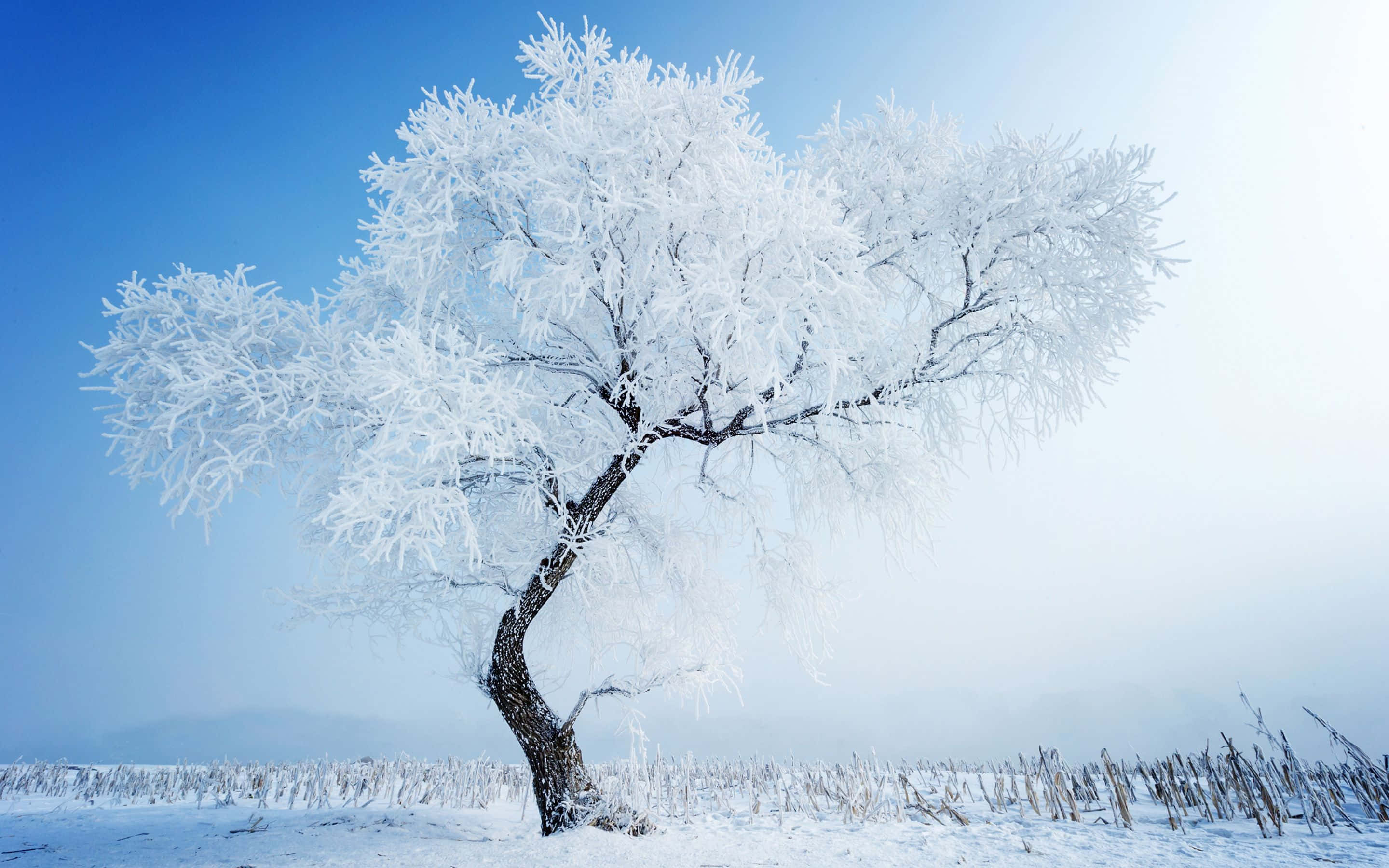 Beautiful Winter 桌布 壁紙 — 一棵孤獨的霜覆樹木在晴朗的藍色冬日天空下，雄偉地矗立在雪地中。
