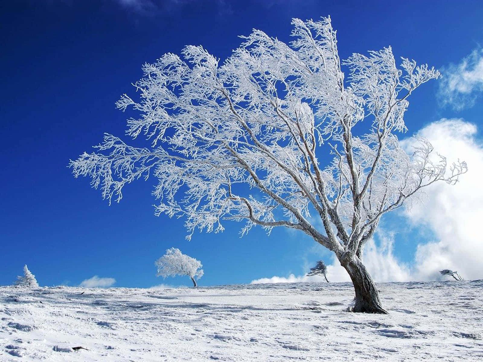 Tree 桌布 壁紙 — 一棵孤獨的霜覆樹木在雪丘上，以帶有縷縷白雲的鮮豔藍天為背景，巍然聳立。