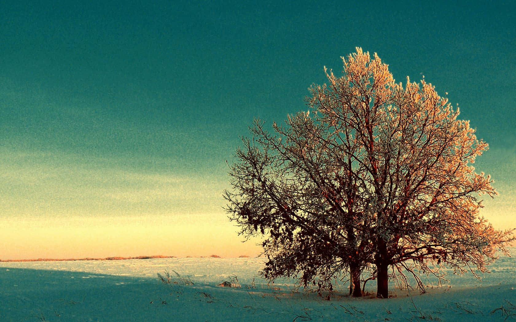 Winter Trees 桌布 壁紙 — 一棵孤獨的霜覆樹木在雪原上，以青綠色和金色的日落天空為背景形成剪影。