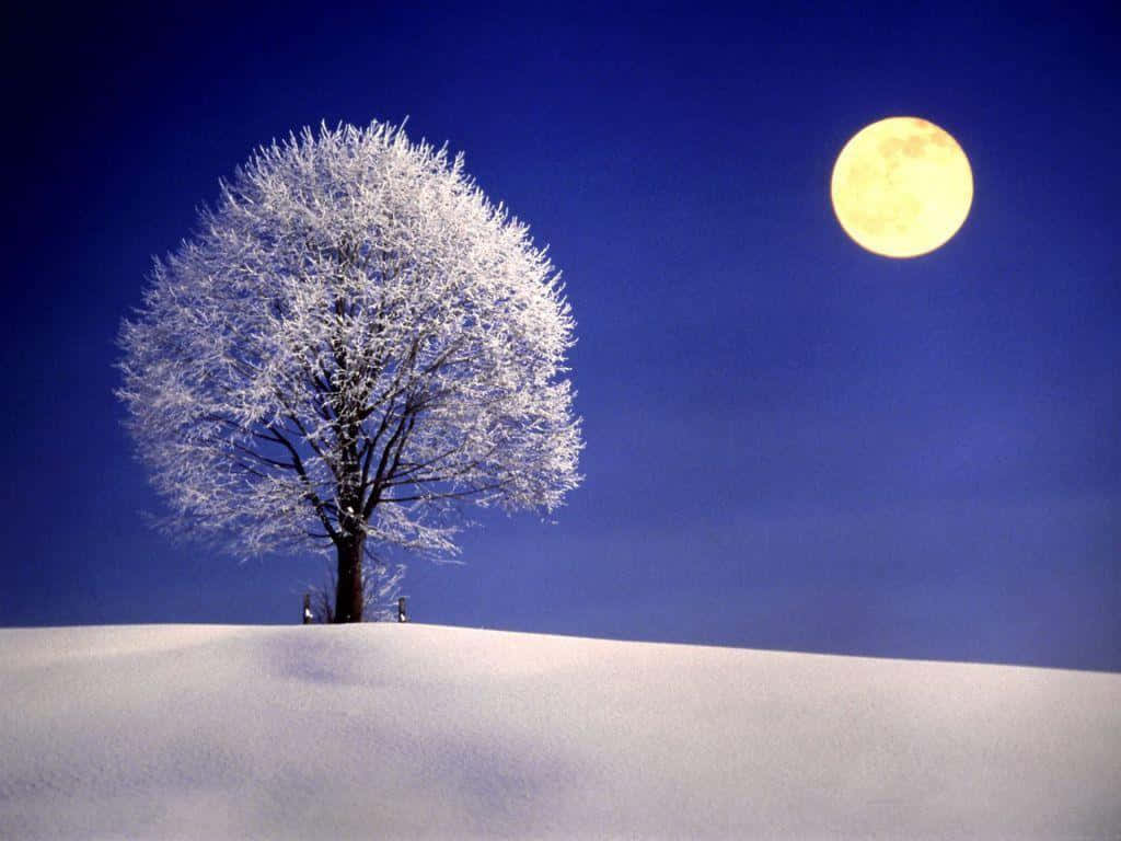 樹木 桌布 壁紙 — 一棵孤獨的霜覆樹木矗立在雪丘上，背景是深藍色夜空中的明亮滿月。