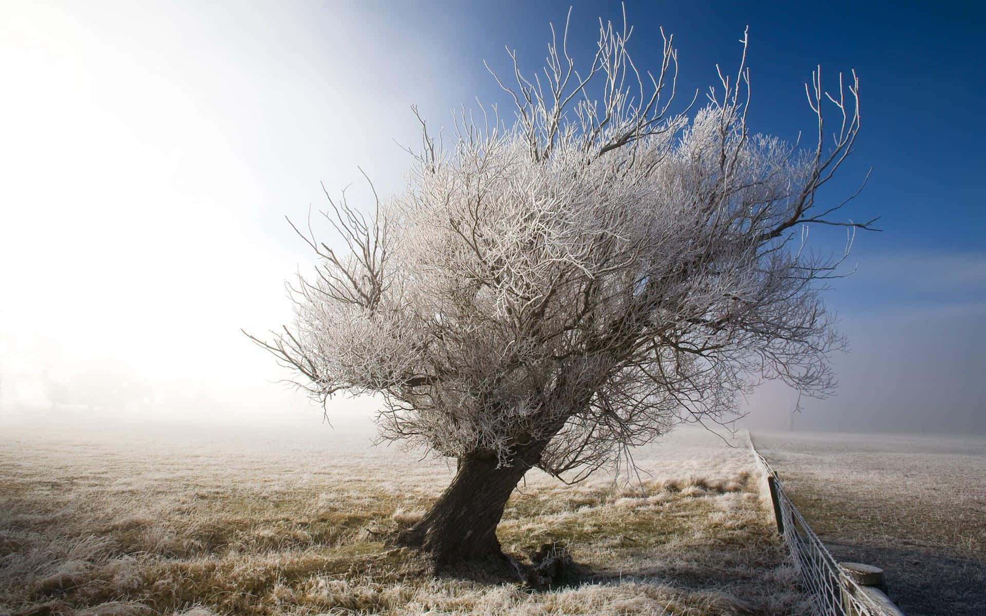 Winter Trees 桌布 壁紙 — 一棵孤獨的霜覆樹木矗立在霧氣瀰漫的田野中，背景是明亮的藍天，左側有陽光眩光。