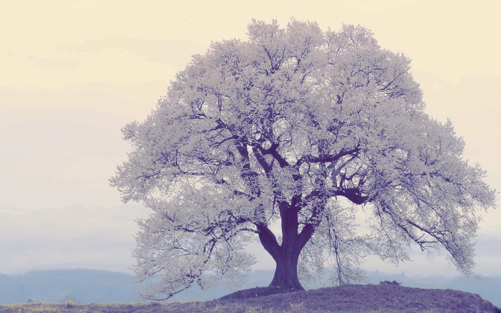 Pretty Aesthetic Computer 桌布 壁紙 — 一棵孤獨的霜覆樹木雄偉地矗立在山丘上，背景是柔和的粉彩天空和遠山。