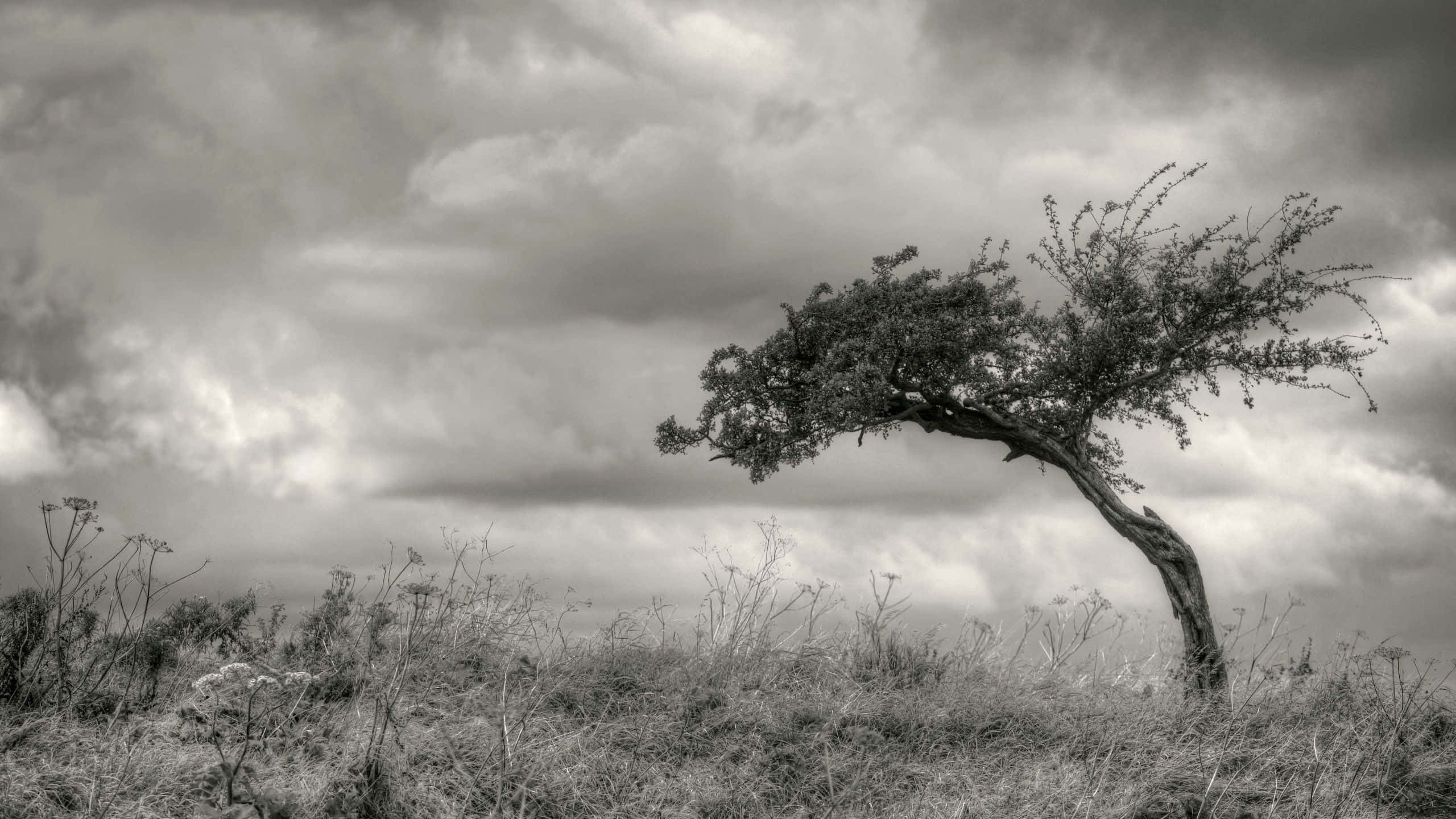 Black And White Tree 桌布 壁紙 — 一棵孤獨的風吹樹在單色田野中，戲劇性地彎曲著，背景是陰沉的密雲天空。