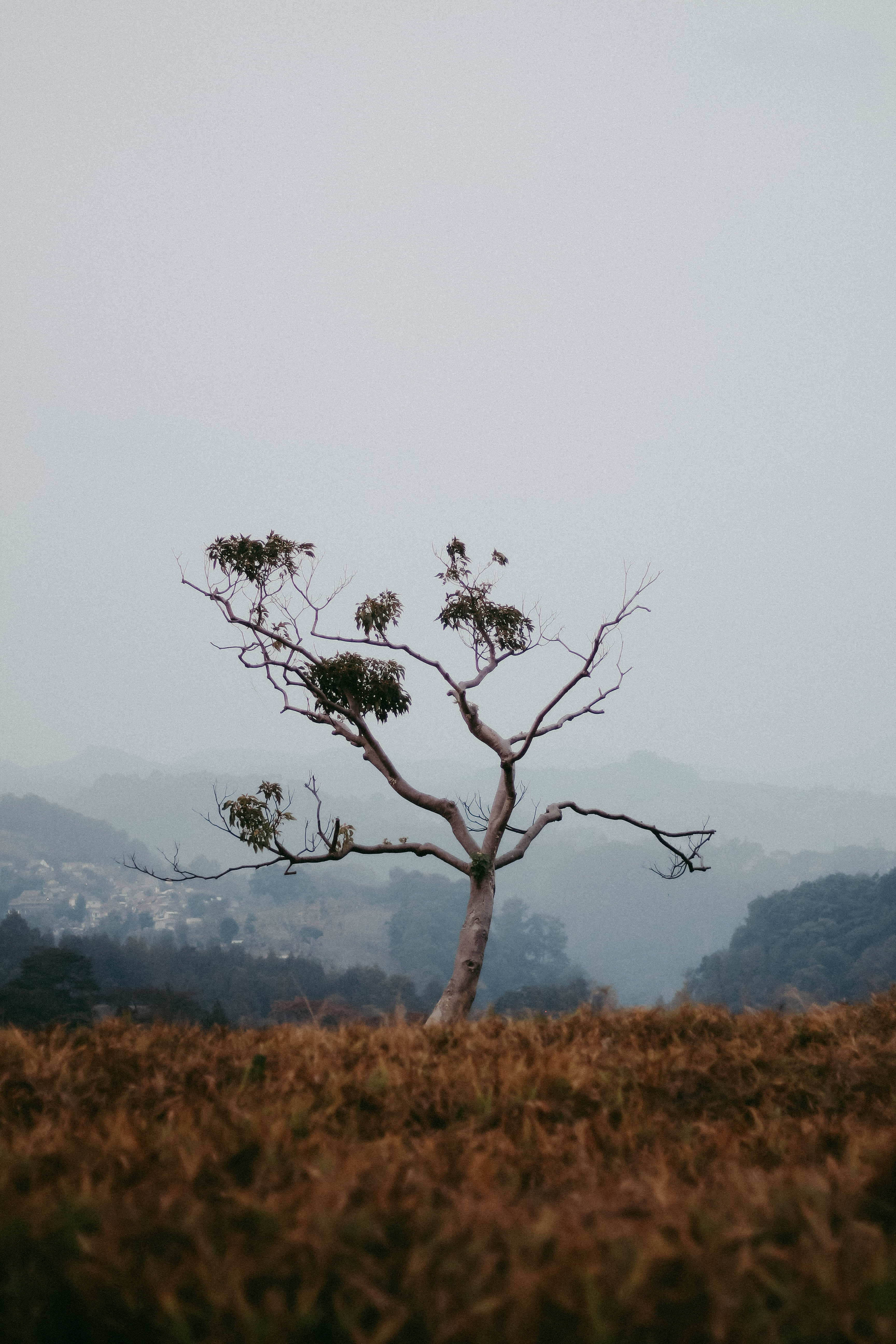 Tree 桌布 壁紙 — 一棵孤獨的骨架狀樹木，長著稀疏的綠葉，矗立在乾燥的棕色草地上，背景是朦朧的山巒。