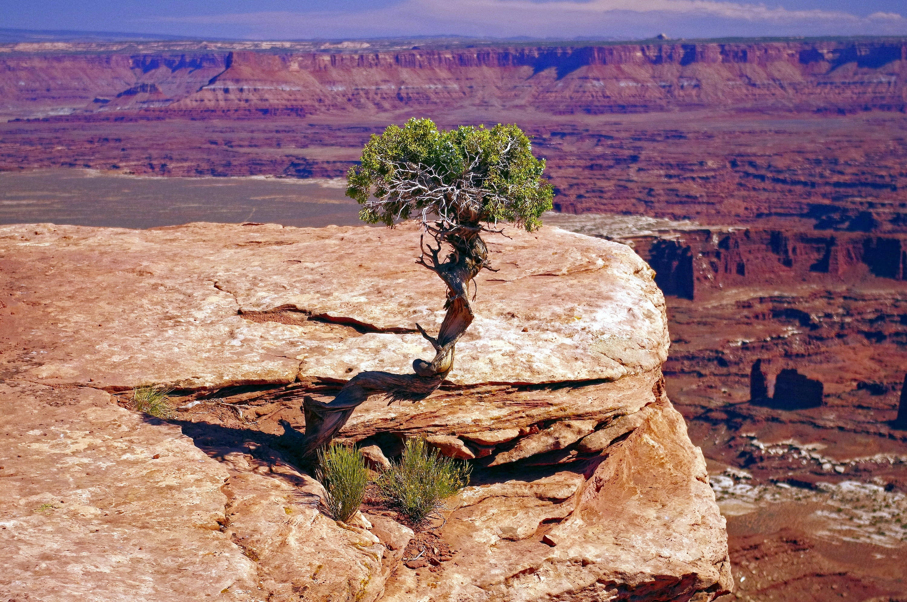Canyonlands National Park 桌布 壁紙 — 一棵孤獨而堅韌的樹，樹枝扭曲，緊緊抓住陽光普照的紅色岩石懸崖，俯瞰著清澈藍天下廣闊的峽谷。