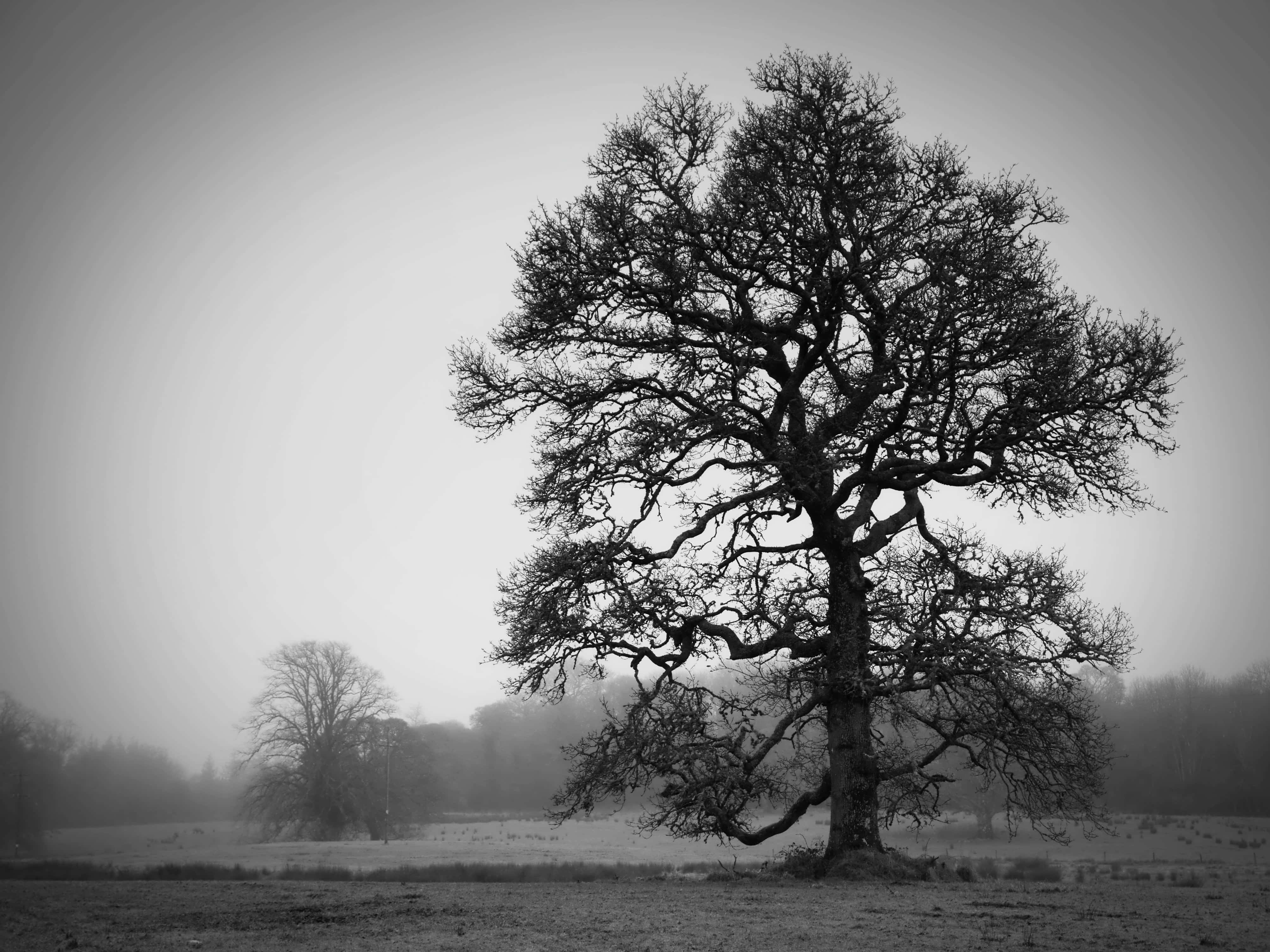 Black And White Tree 桌布 壁紙 — 一棵孤獨而引人注目的樹，帶有複雜的裸露樹枝，矗立在灰濛濛的天空下霧氣瀰漫的田野中。