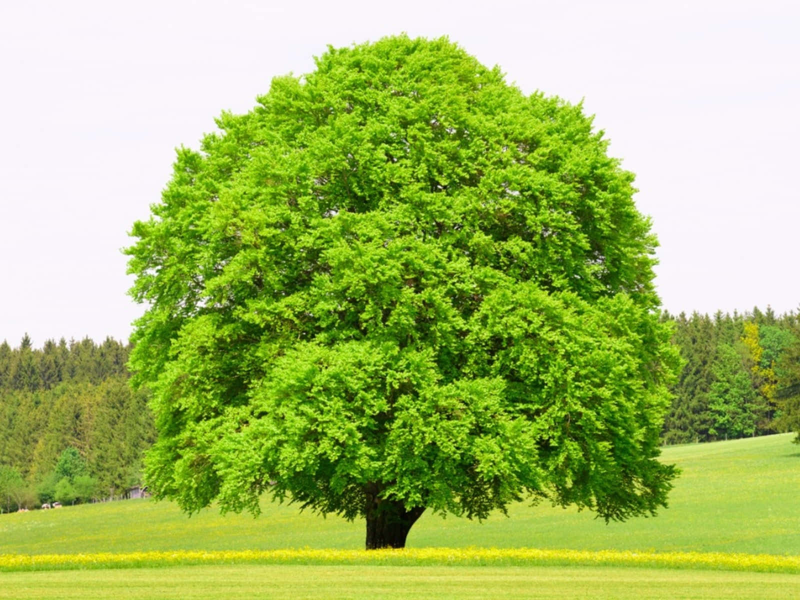 Green Landscape 桌布 壁紙 — 一棵孤獨茂盛的綠樹在陽光明媚的草地上巍然聳立，草地上點綴著黃色花朵，天空蒼白。