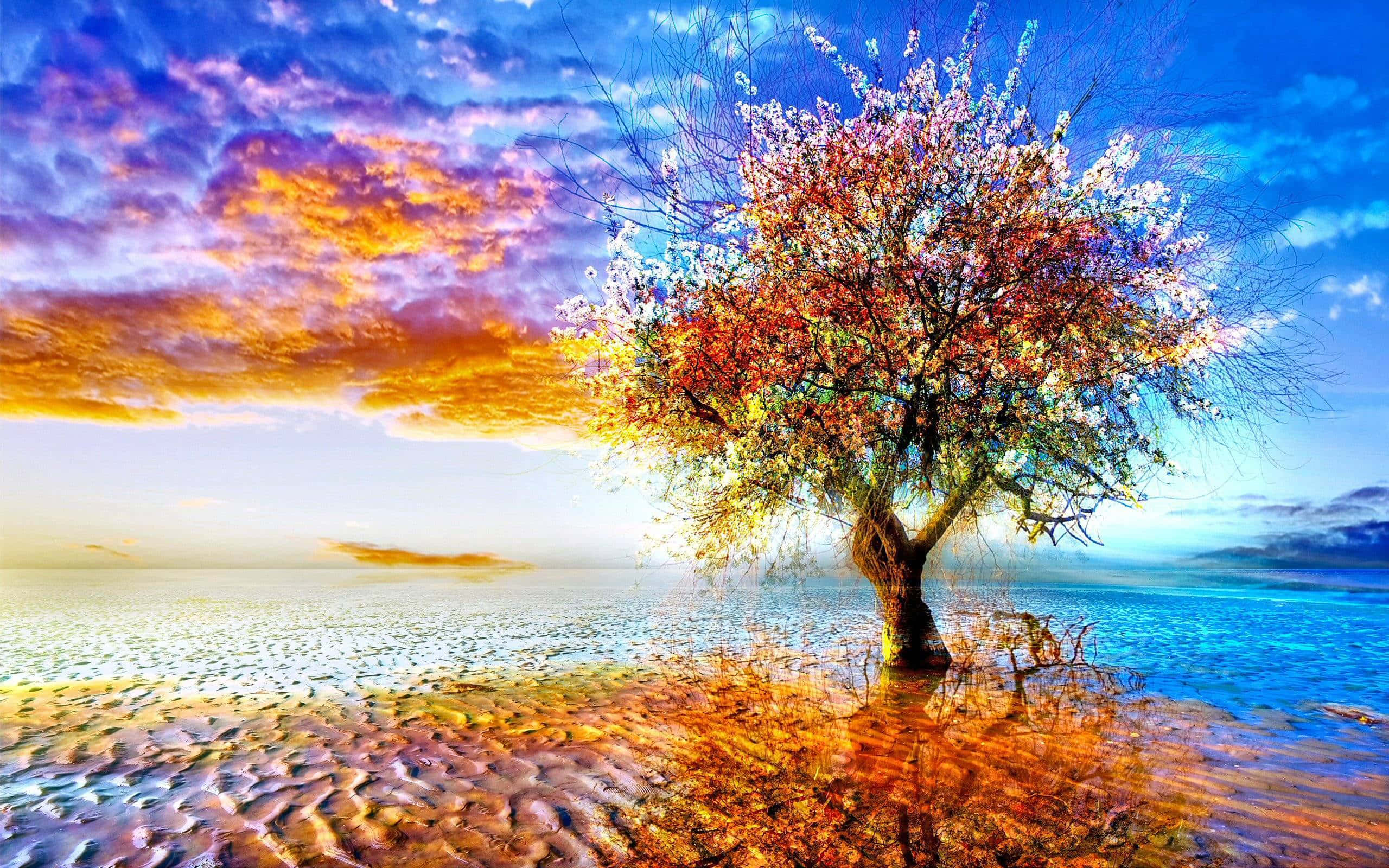 trees 桌布 壁紙 — 一棵孤獨開花的樹矗立在沙灘上，夕陽西下，鮮豔的橙色和藍色天空倒映在水中。