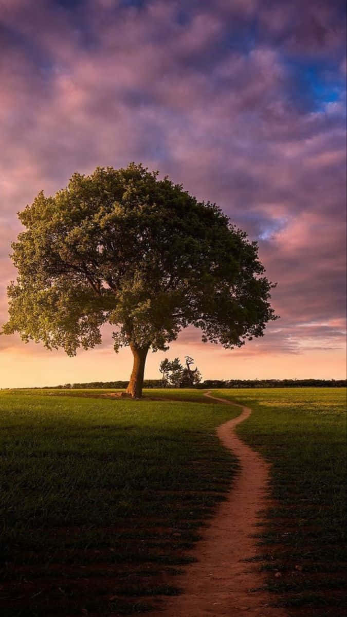 Beautiful Nature 桌布 壁紙 — 一棵孤獨雄偉的樹木矗立在草地上，一條蜿蜒的泥土小徑在戲劇性的紫色和橙色日落天空下通向它。