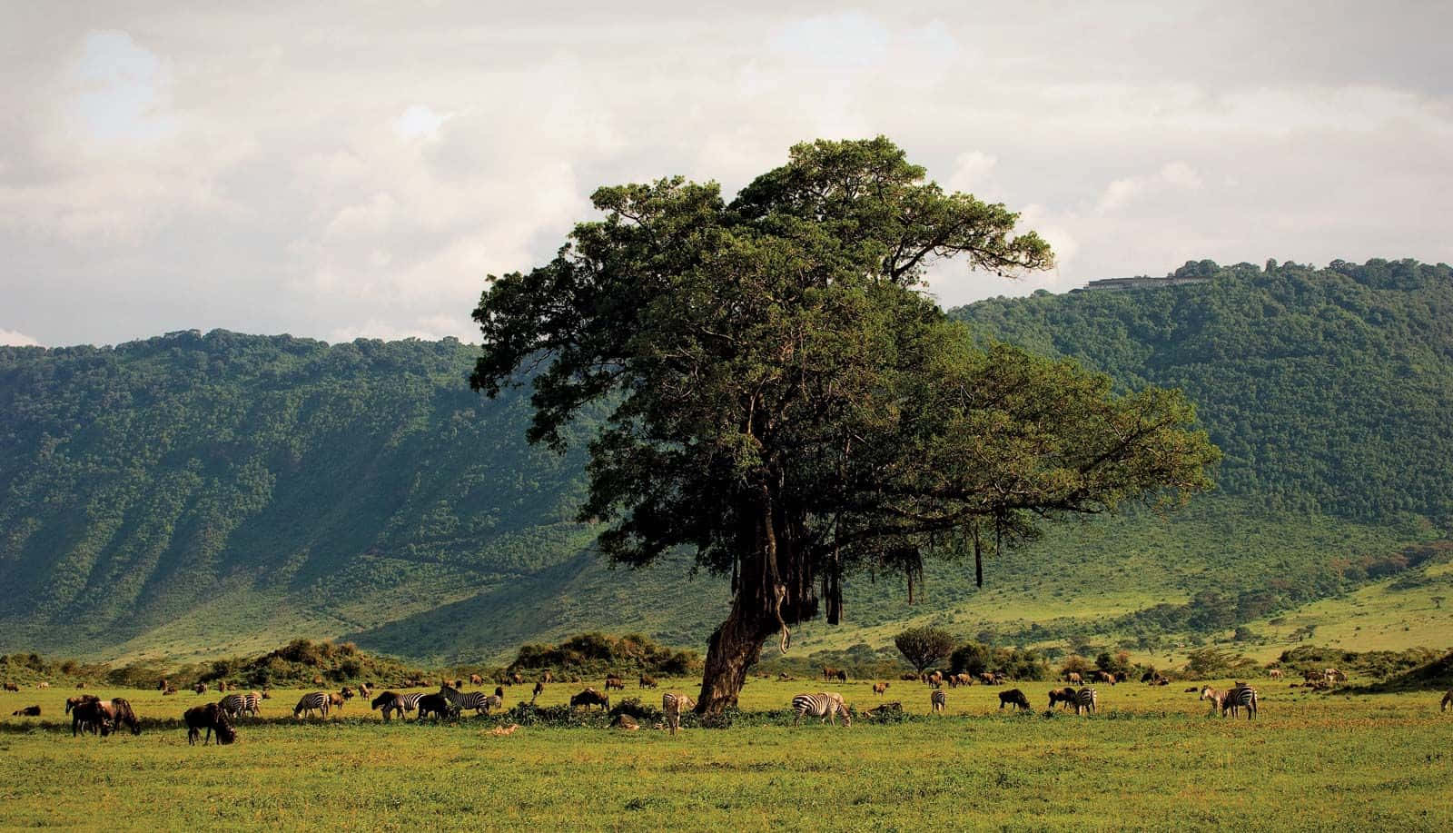Tanzania 桌布 壁紙 — 一棵孤獨雄偉的樹矗立在廣闊的綠色稀樹草原上，斑馬在陰天天空下和平地吃草，遠處有連綿起伏的山丘。