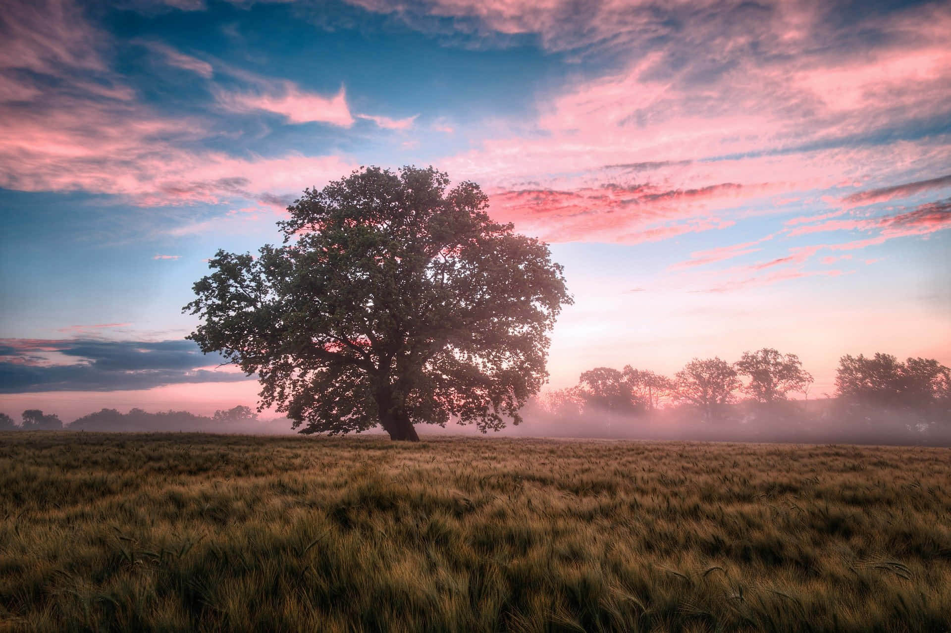 自然 桌布 壁紙 — 一棵孤獨雄偉的樹矗立在霧氣瀰漫的田野上，天空呈現出充滿活力的粉紅色和藍色日出。