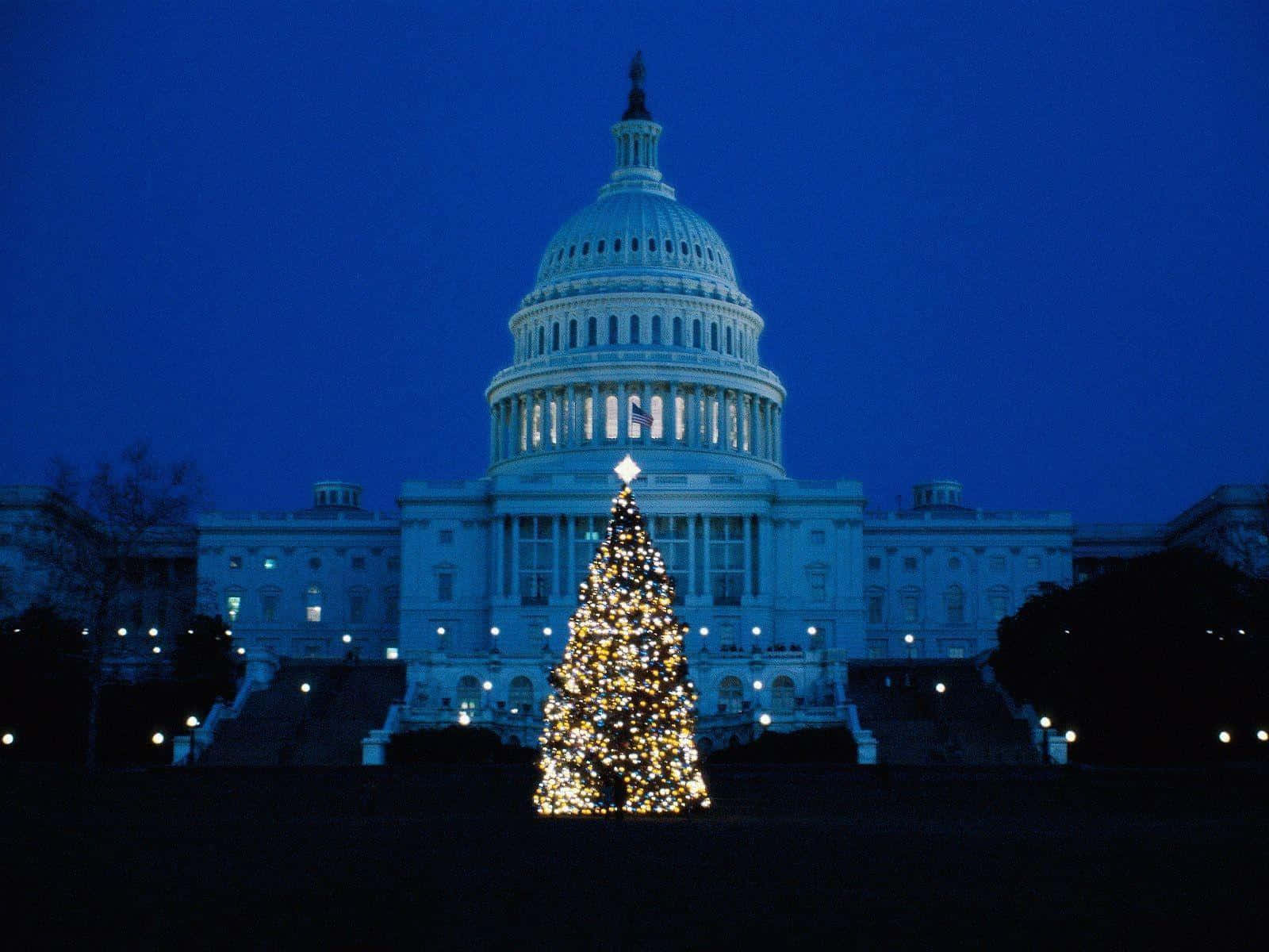 white house 桌布 壁紙 — 一棵宏偉的燈飾聖誕樹矗立在美國國會大廈前，背景是深藍色的暮色天空。