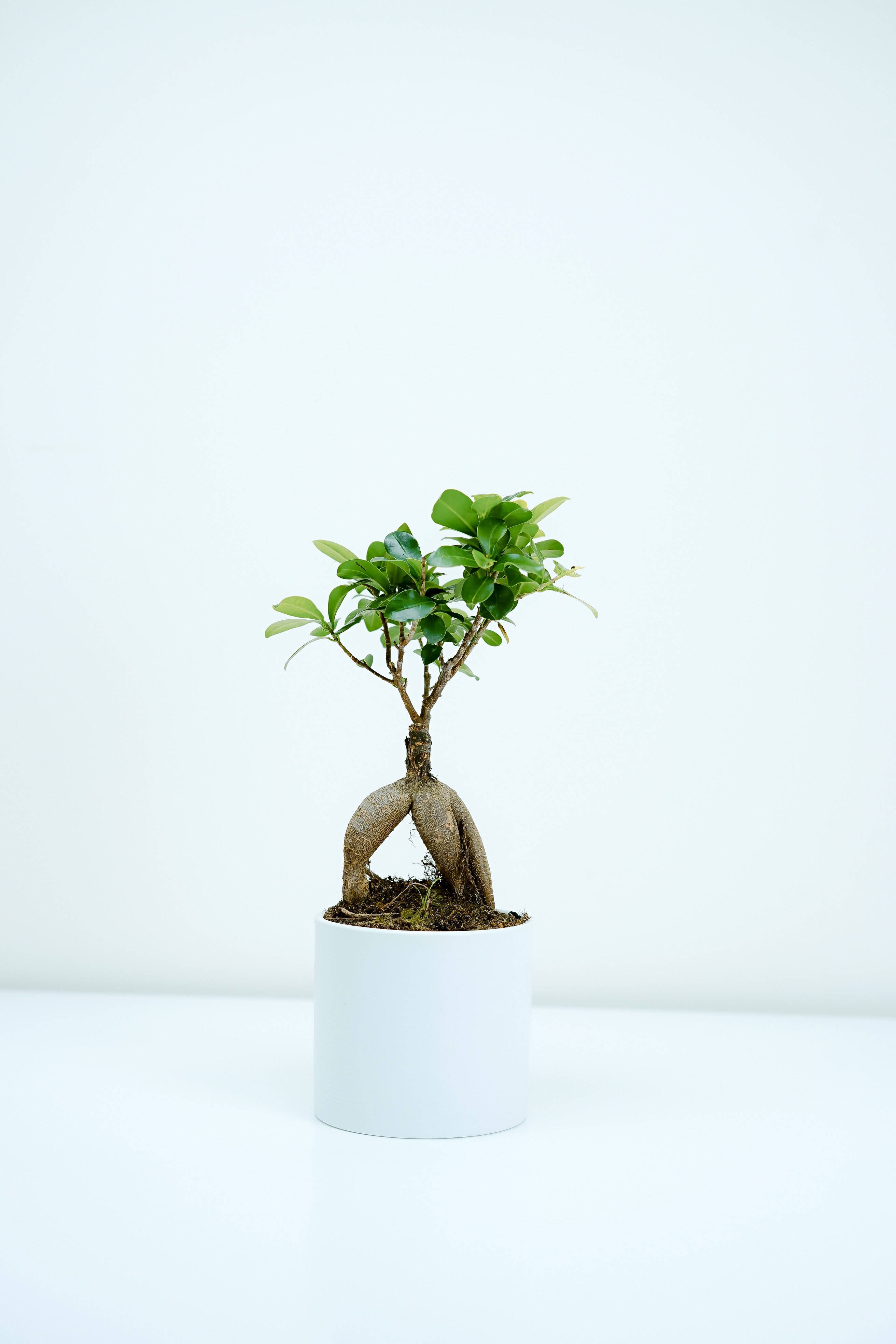 Plant 桌布 壁紙 — 一棵小型盆栽盆景樹，帶有裸露的盤根和茂密的綠葉，在純白背景中央豎立。