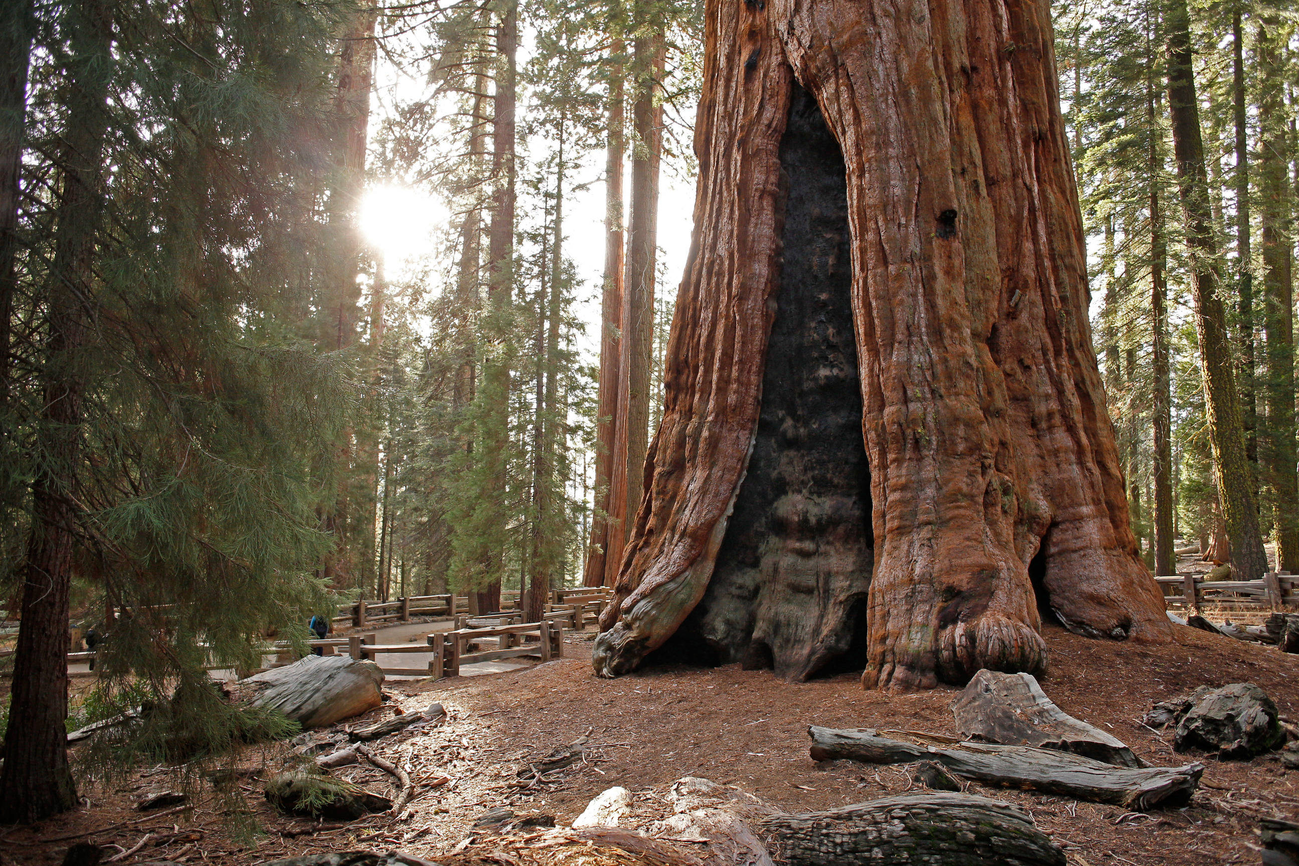 森林 桌布 壁紙 — 一棵巨大的古老紅杉樹，樹幹中空，聳立在陽光普照的森林中，附近有一條木棧道。